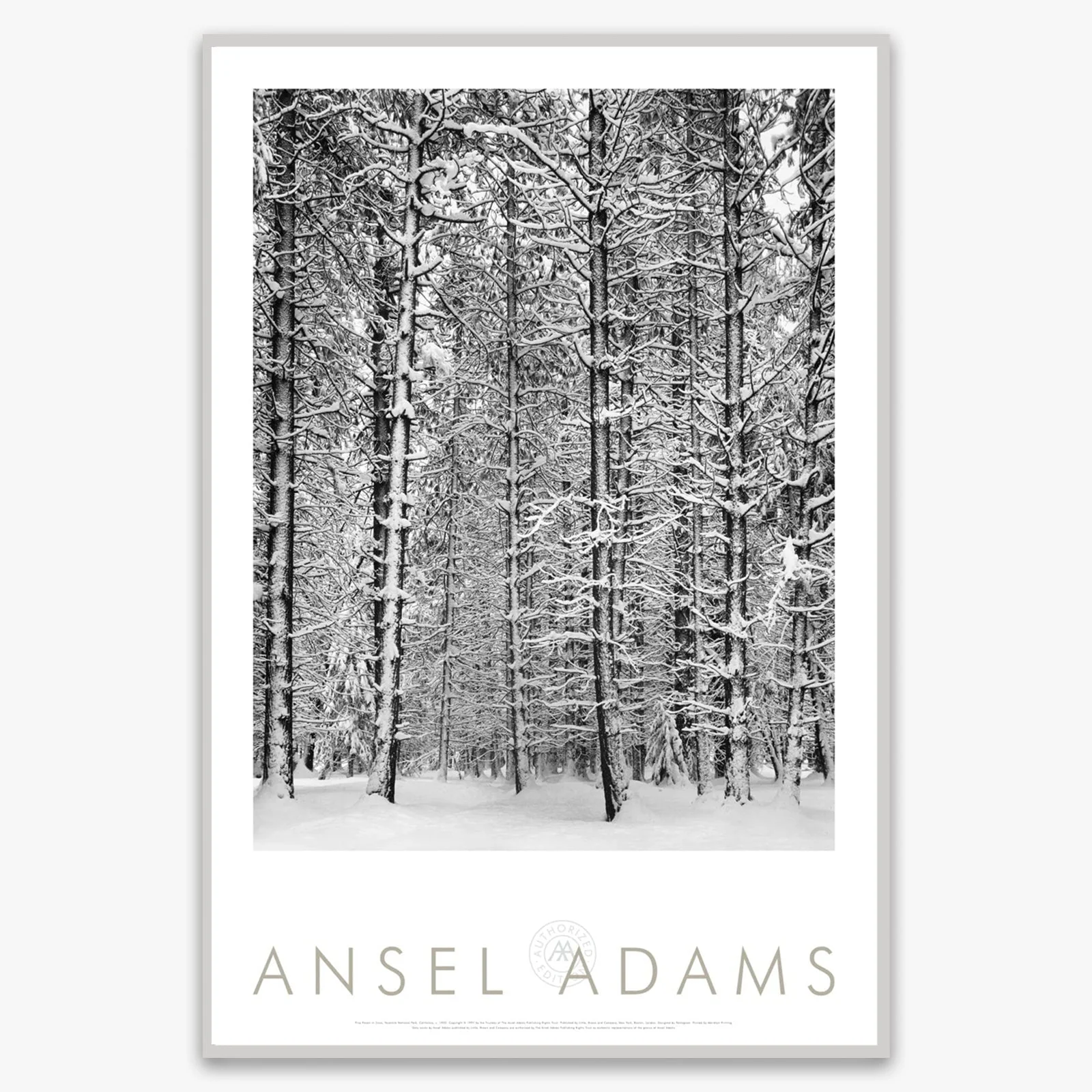 Pine Forest, Snow - Image 3