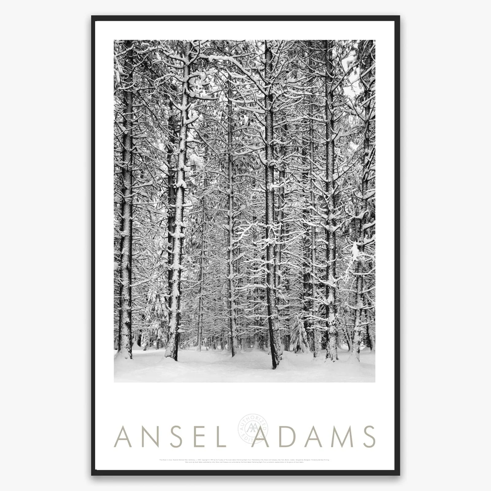 Pine Forest, Snow - Image 4