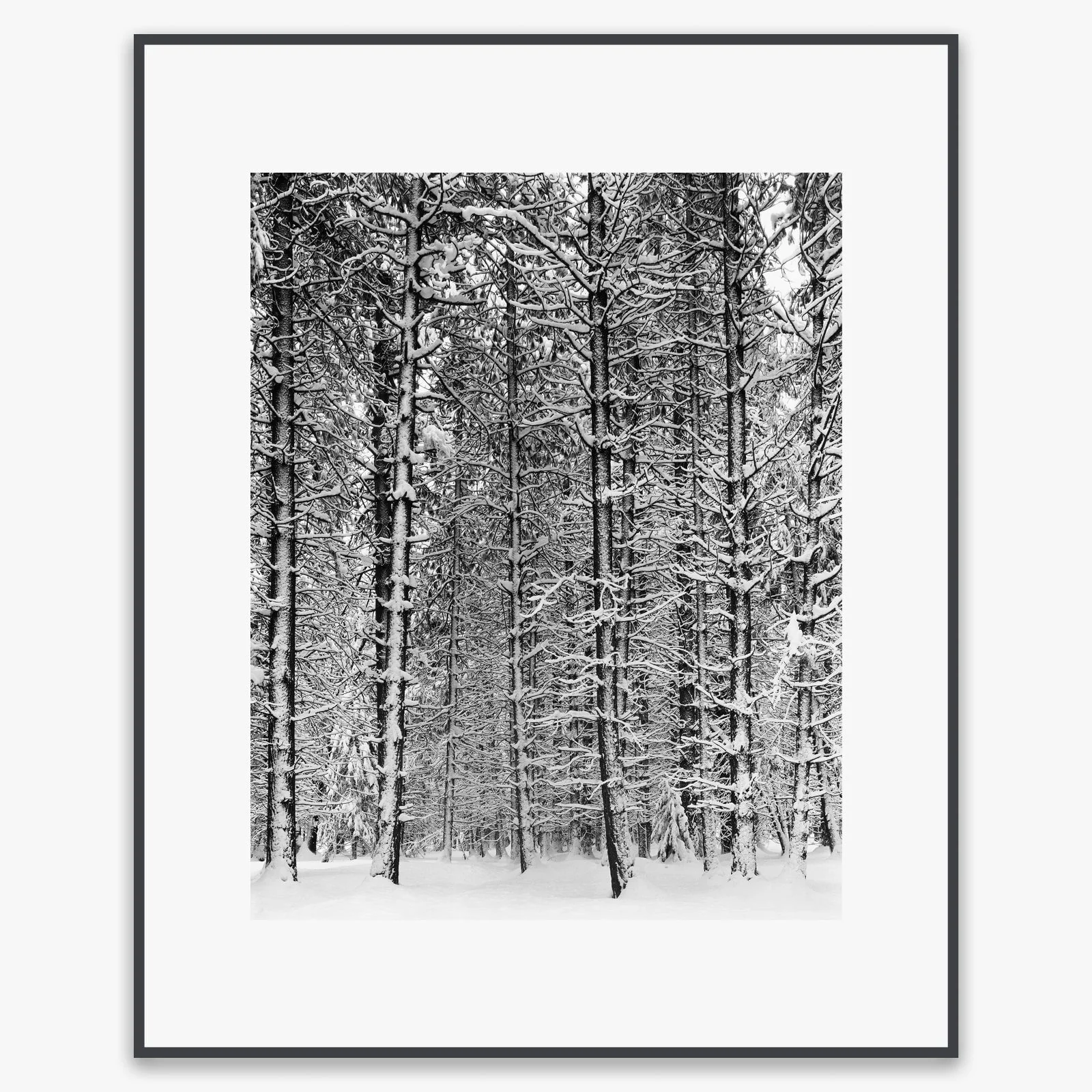 Pine Forest, Snow - Image 5
