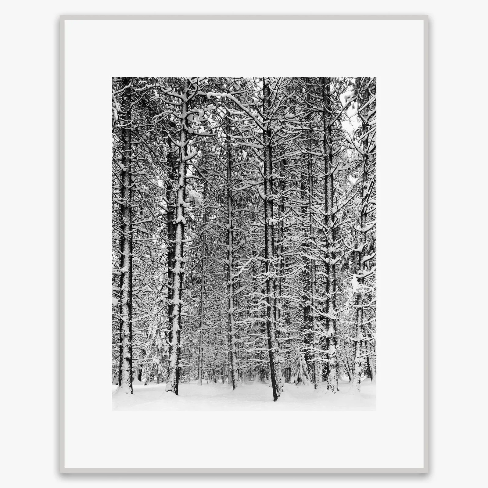 Pine Forest, Snow - Image 6