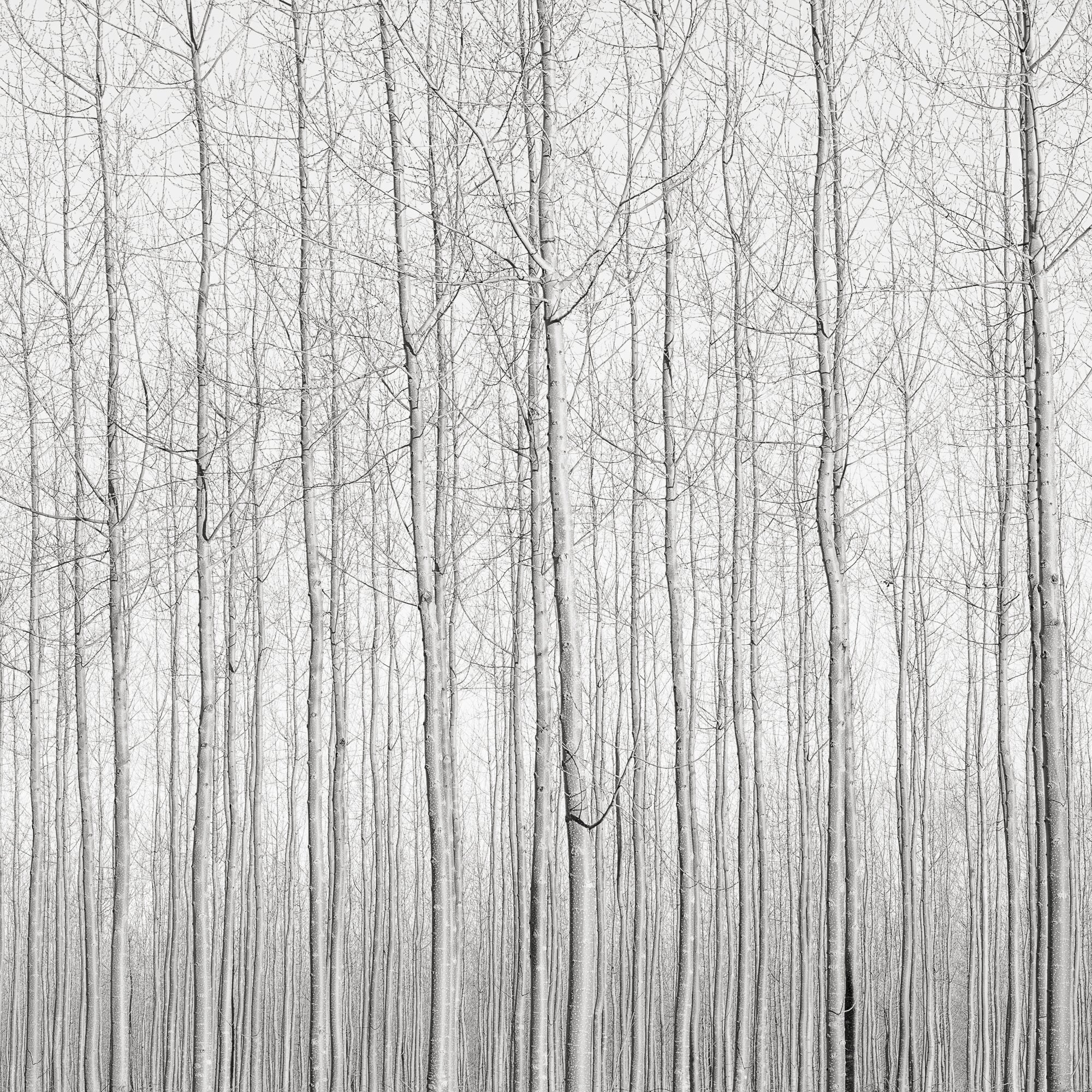 Poplars, Late Afternoon, Oregon, 2016