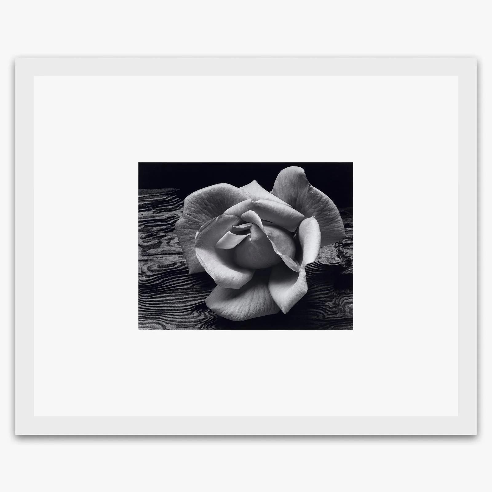 Rose and Driftwood - Image 2