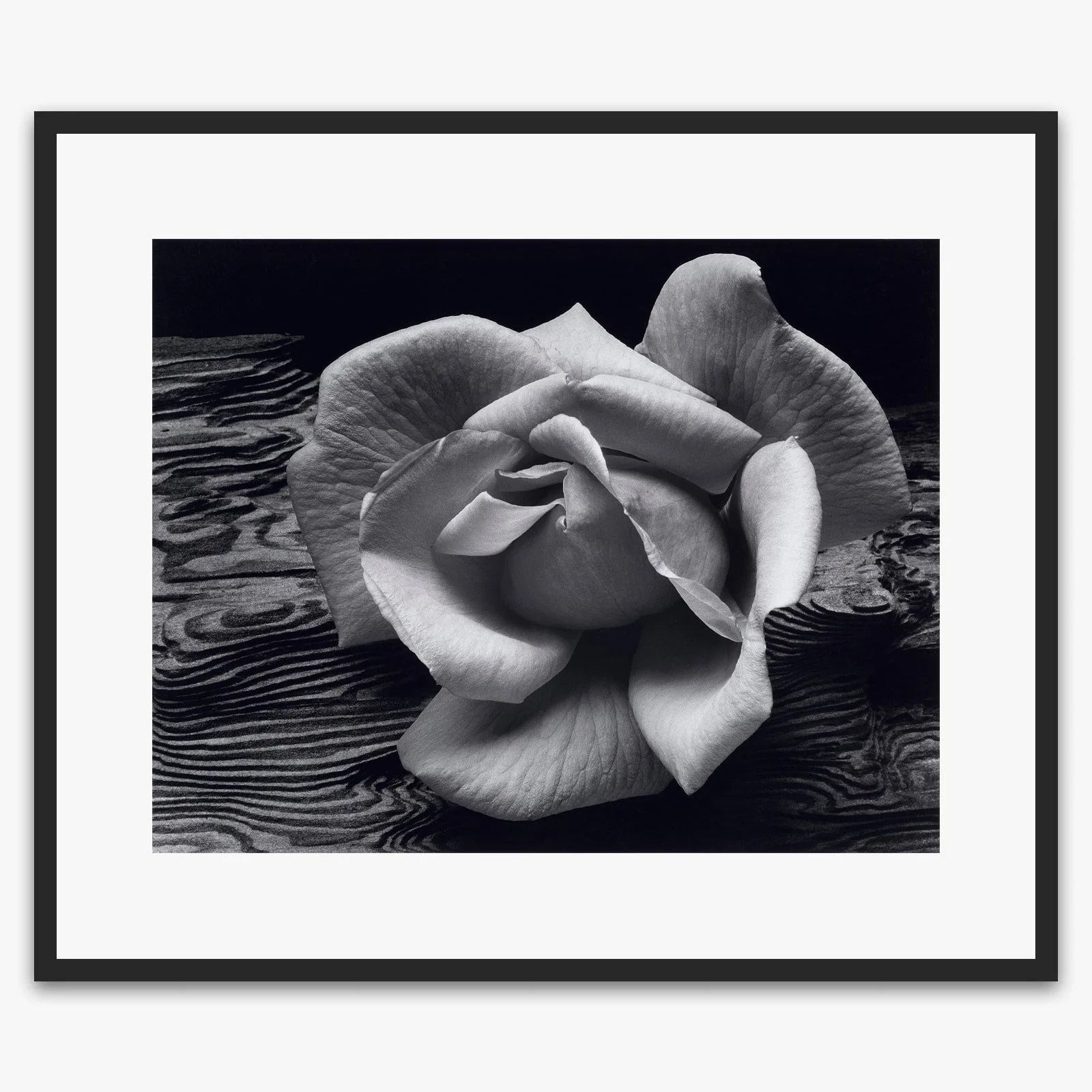 Rose and Driftwood - Image 6