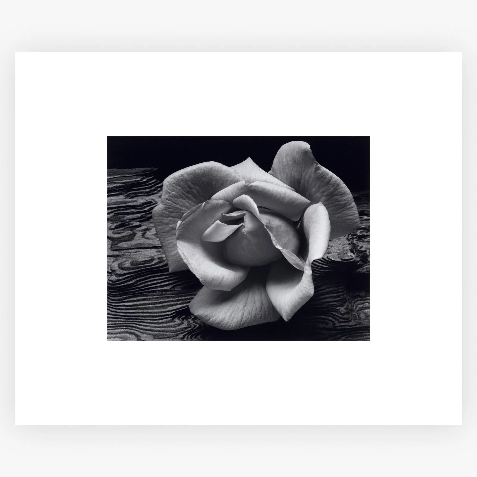 Rose and Driftwood - Image 7