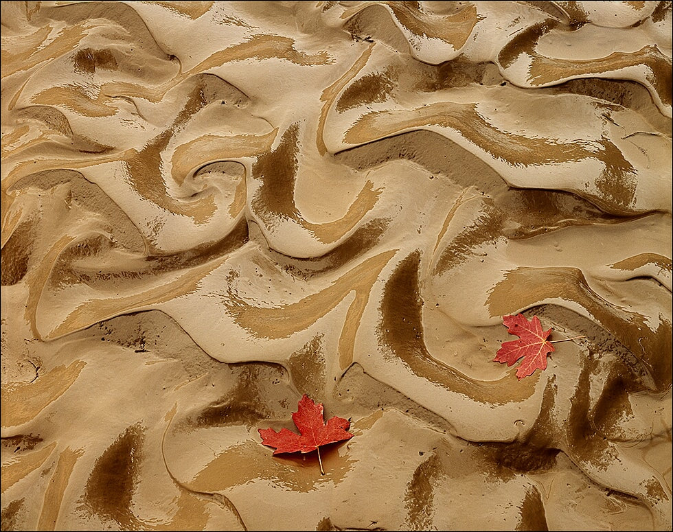 Red Maple Leaves and Mud Patterns, Zion