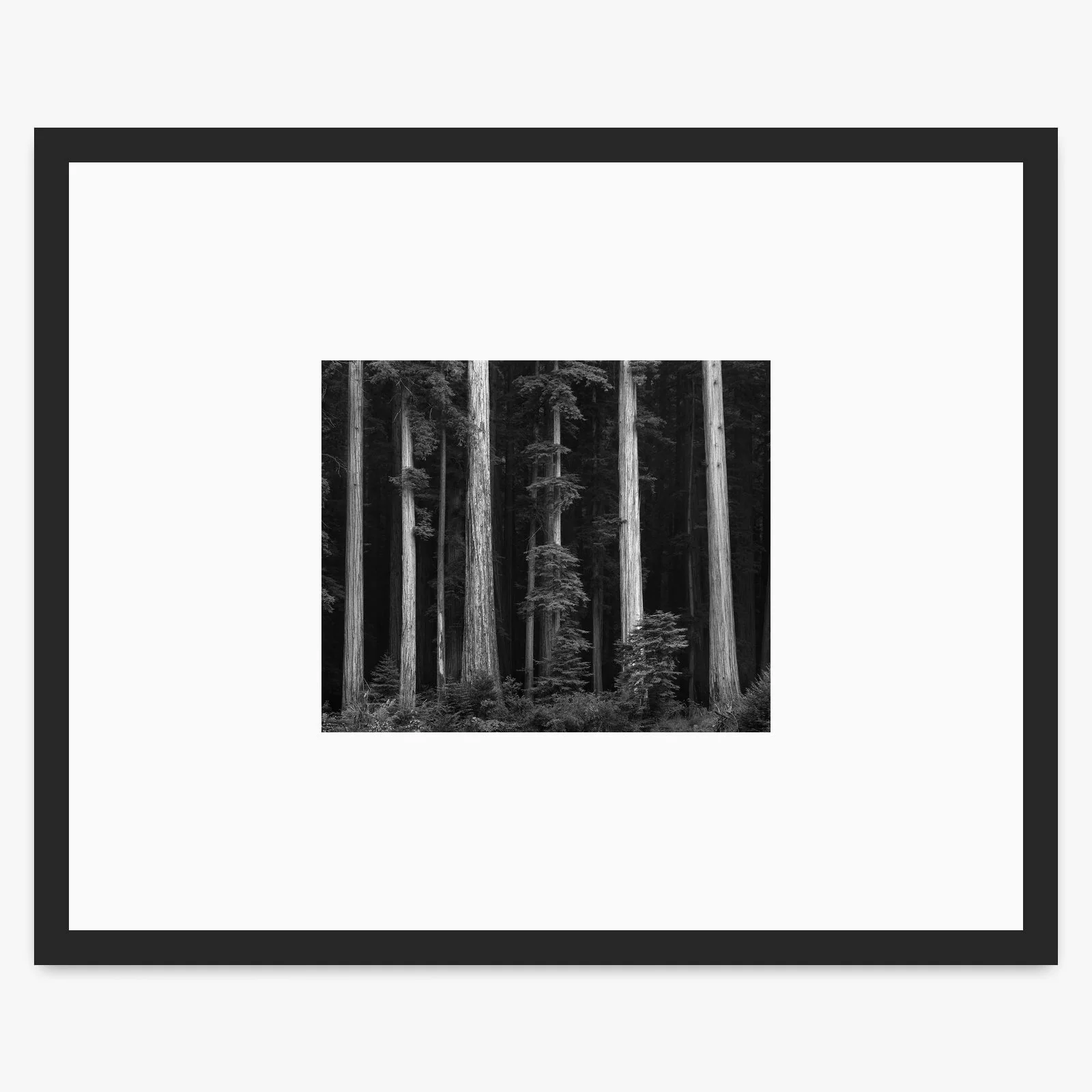 Redwoods - Image 3