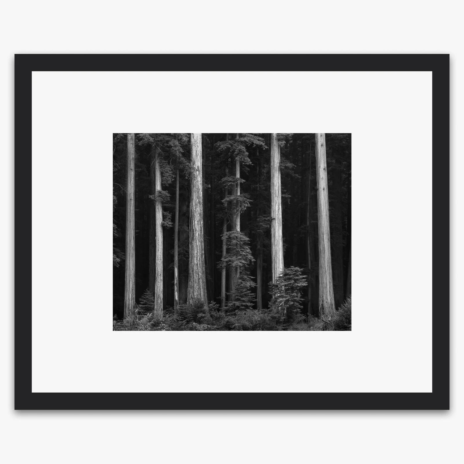 Redwoods, Bull Creek Flat - Image 3