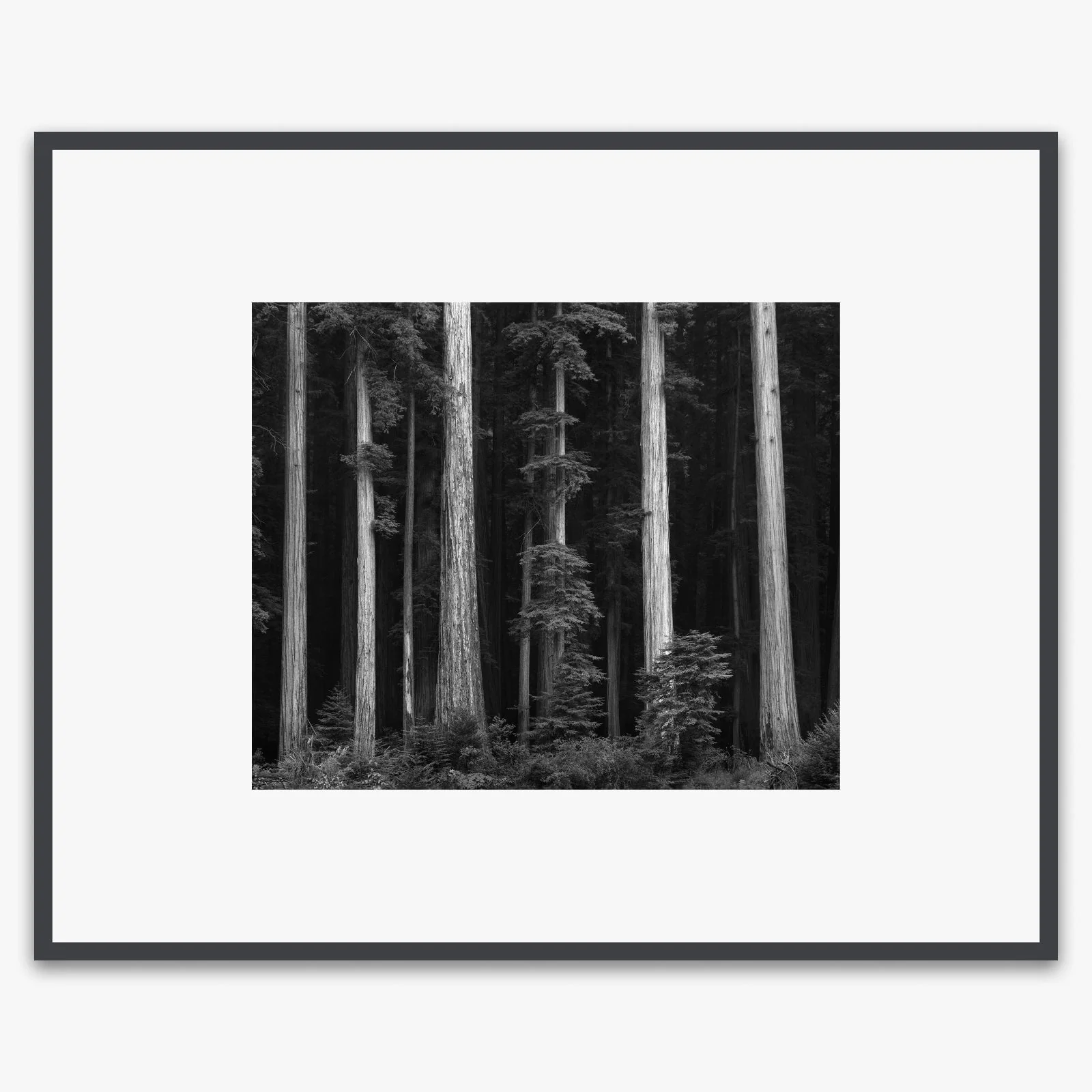 Redwoods, Bull Creek Flat - Image 4