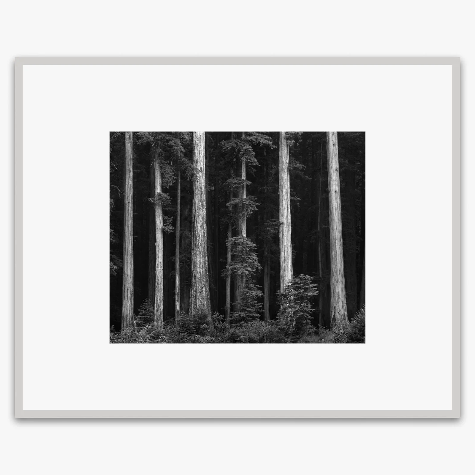 Redwoods, Bull Creek Flat - Image 5