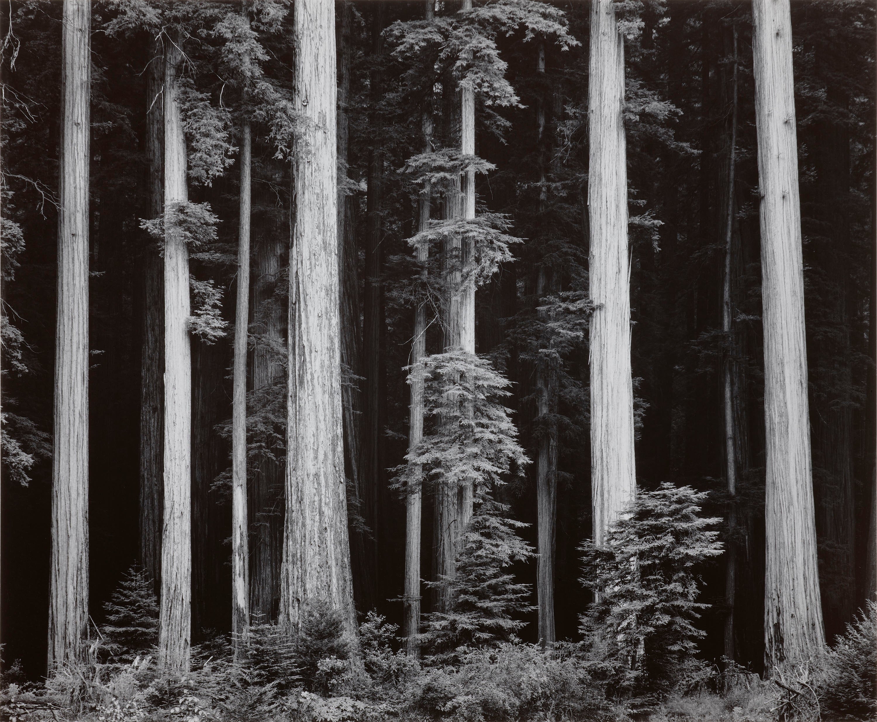 Redwoods, Bull Creek Flat