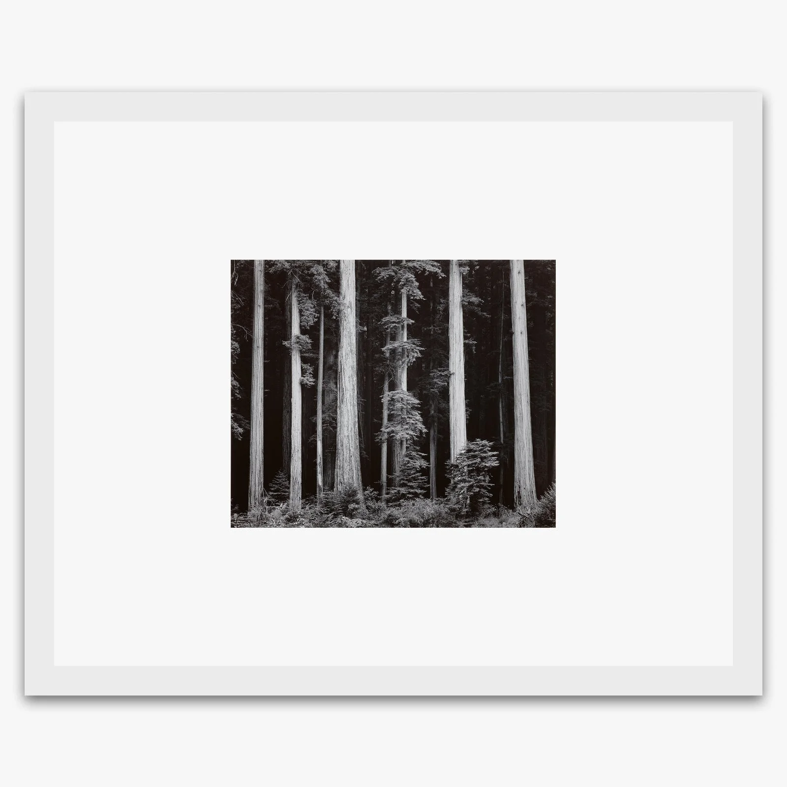 Redwoods, Bull Creek Flat - Image 3