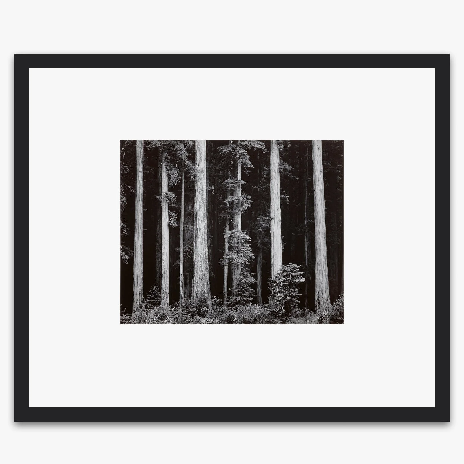 Redwoods, Bull Creek Flat - Image 4