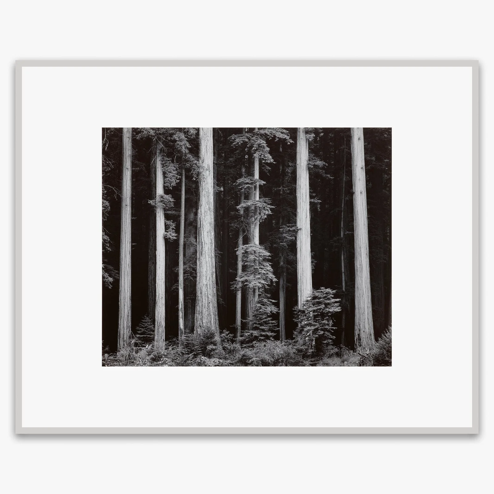 Redwoods, Bull Creek Flat - Image 5