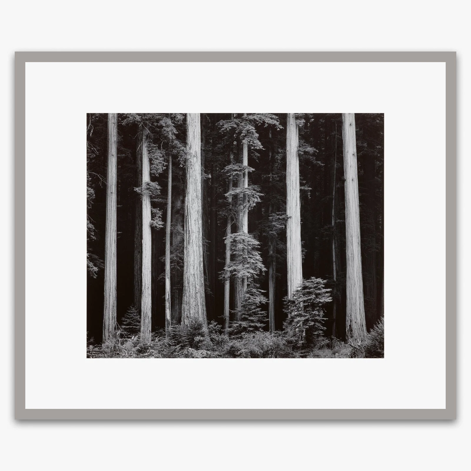 Redwoods, Bull Creek Flat - Image 6