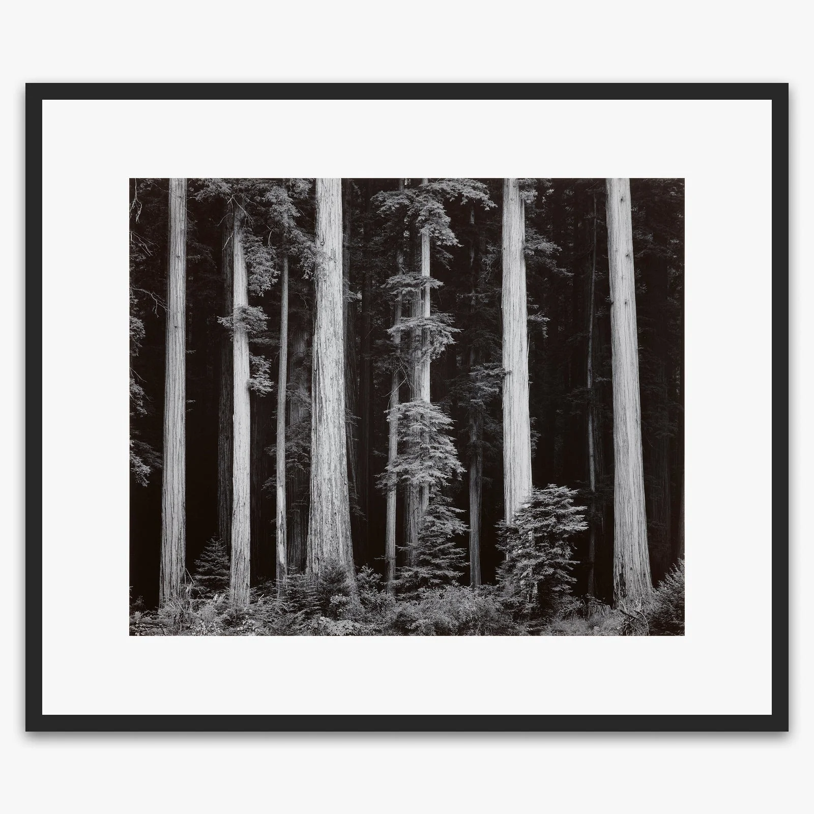 Redwoods, Bull Creek Flat - Image 7