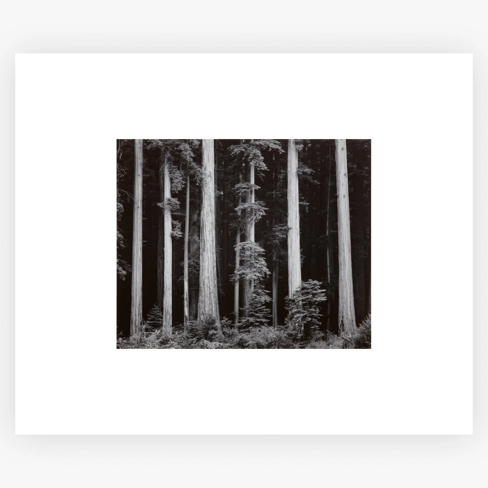 Redwoods, Bull Creek Flat - Image 8