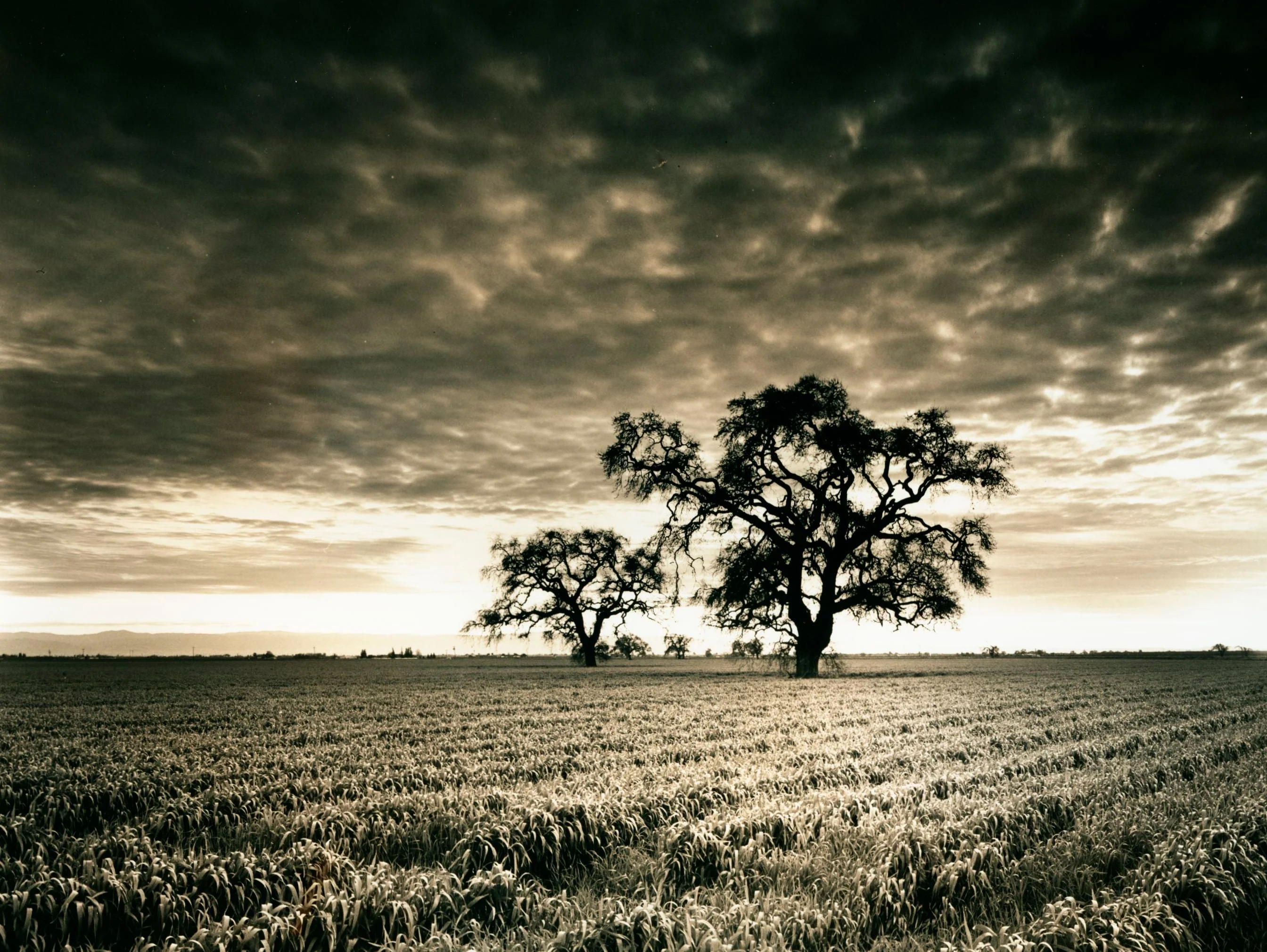 Remnant Beauty