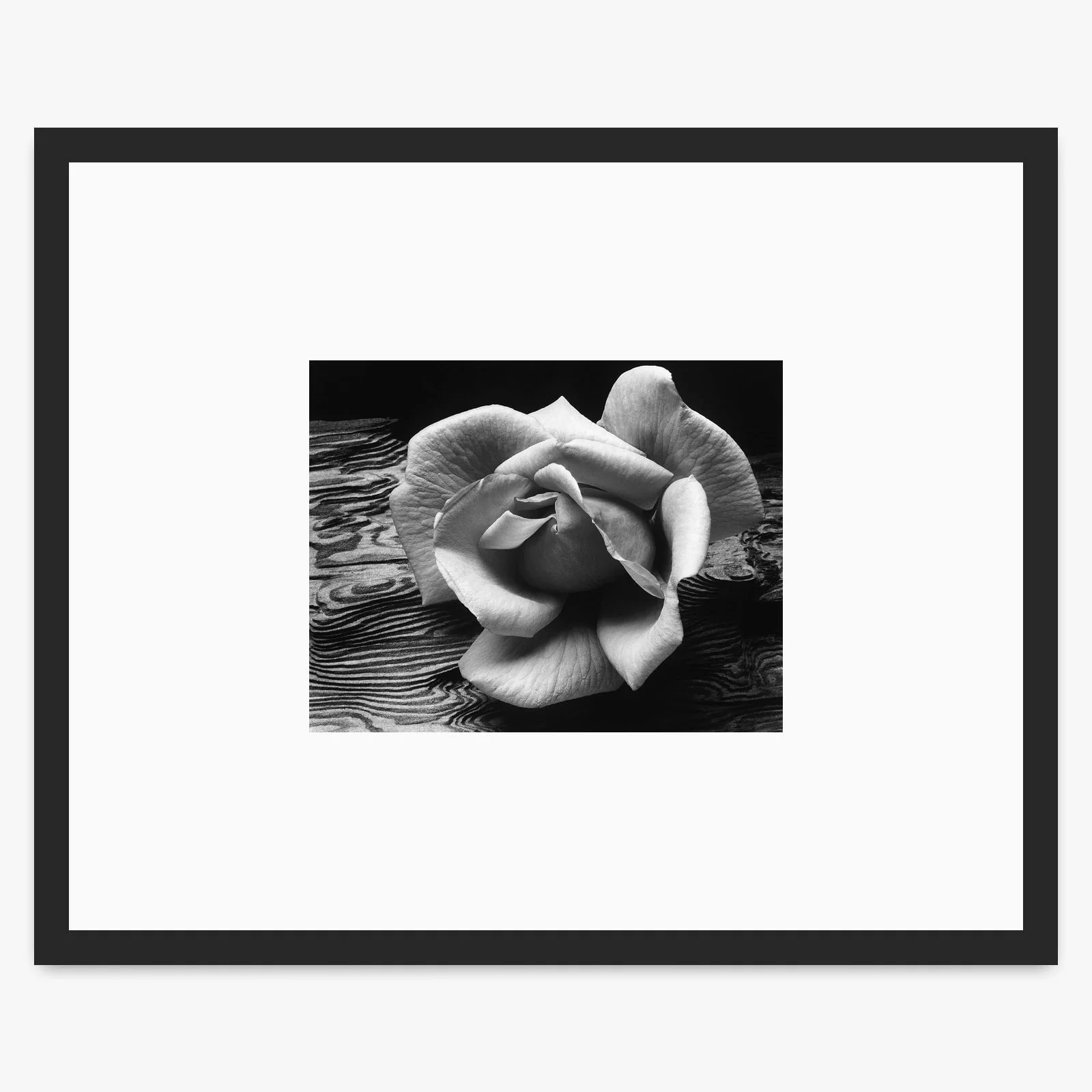 Rose and Driftwood - Image 3