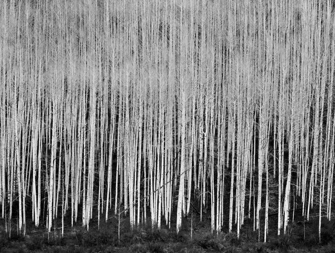 Sea of Aspen, Dolores RIver Canyon, Colorado 1987