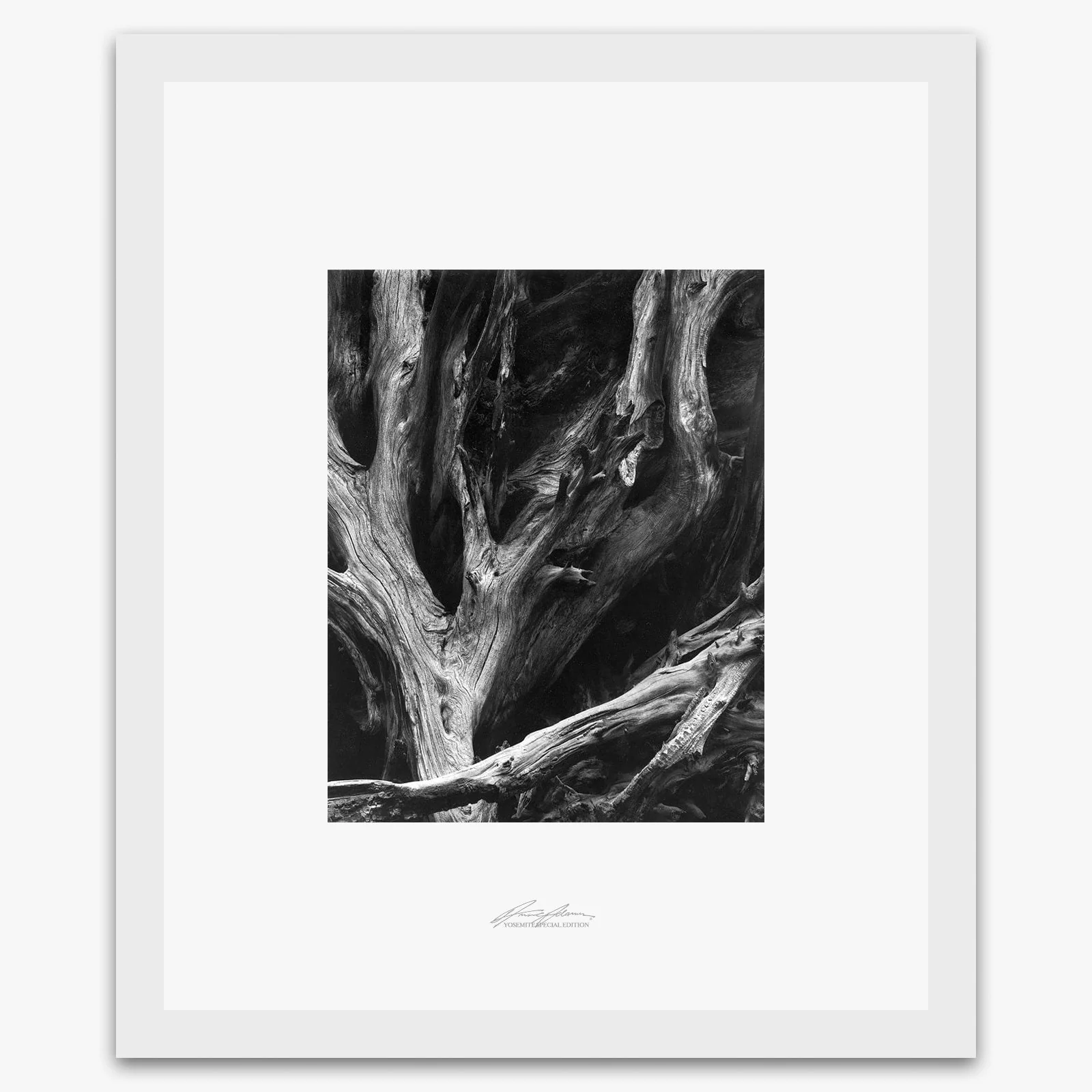 Sequoia Roots - Image 2