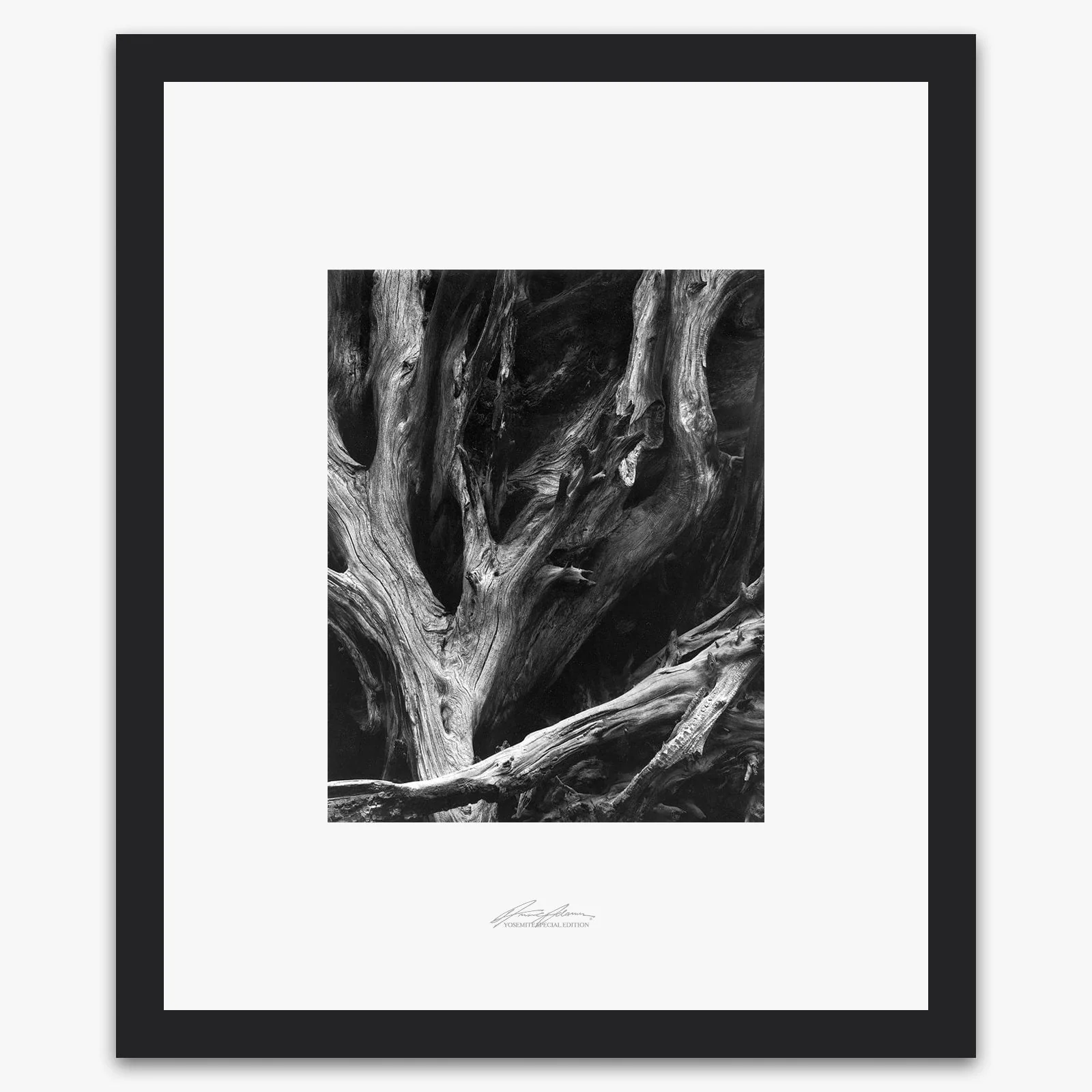 Sequoia Roots - Image 3