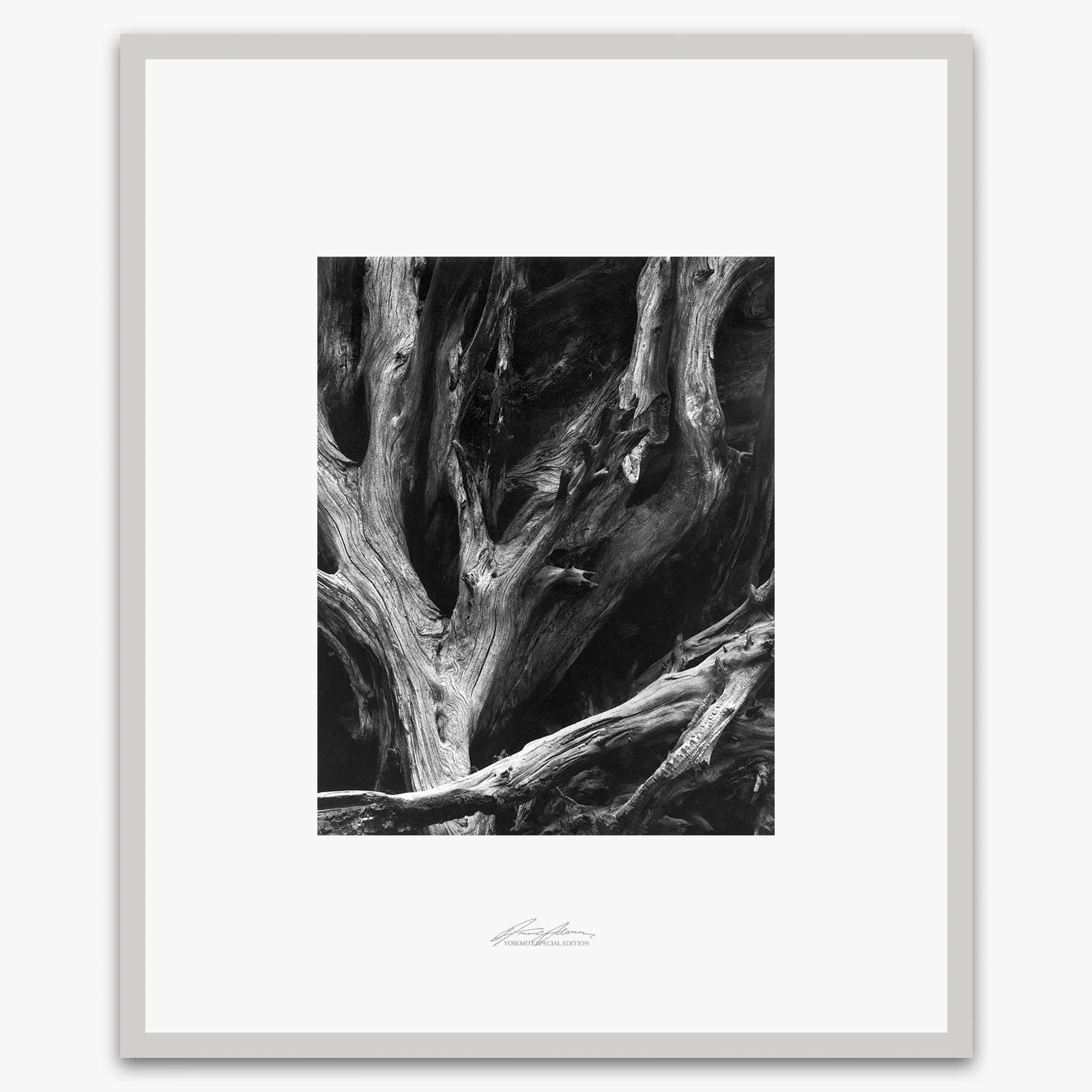 Sequoia Roots - Image 4