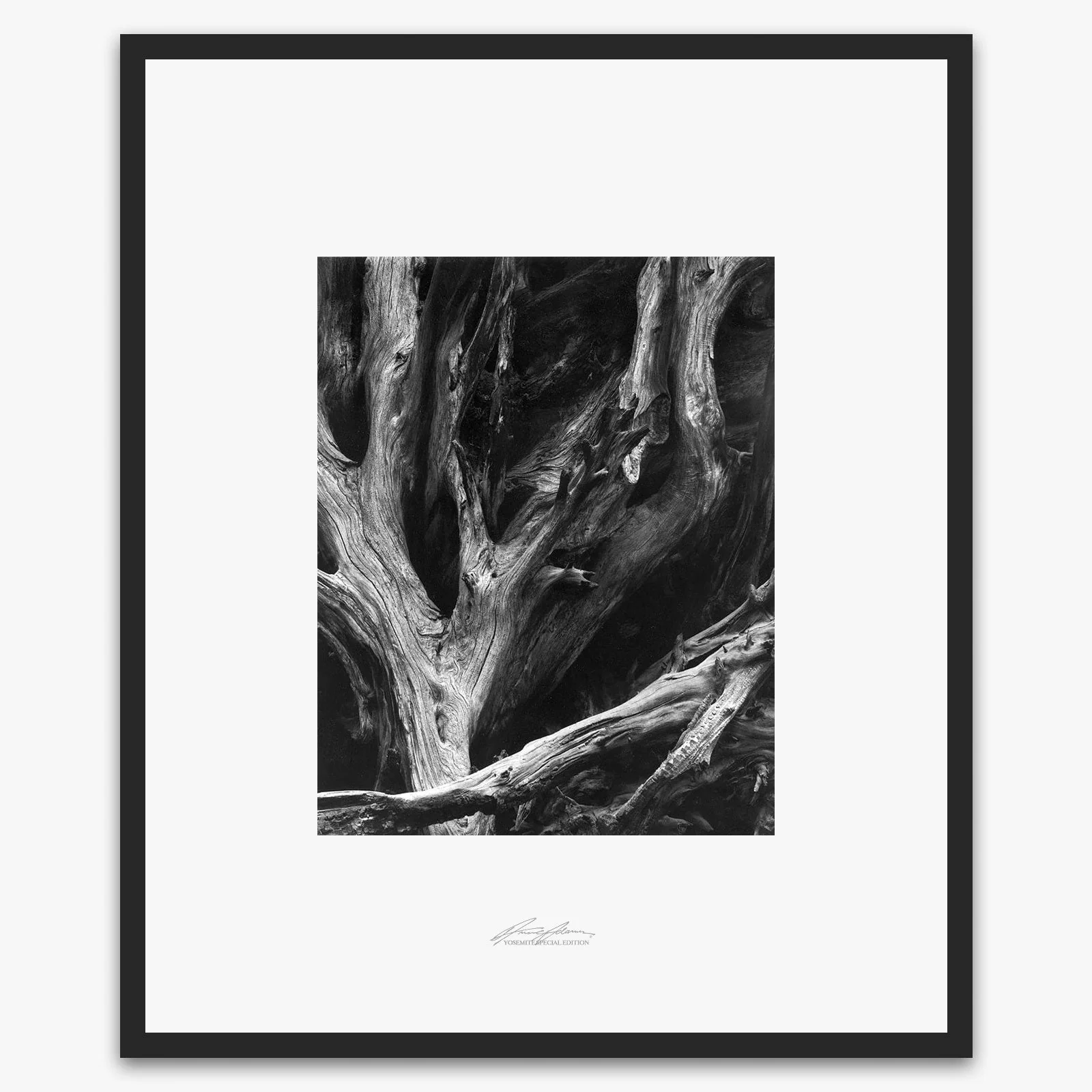Sequoia Roots - Image 5