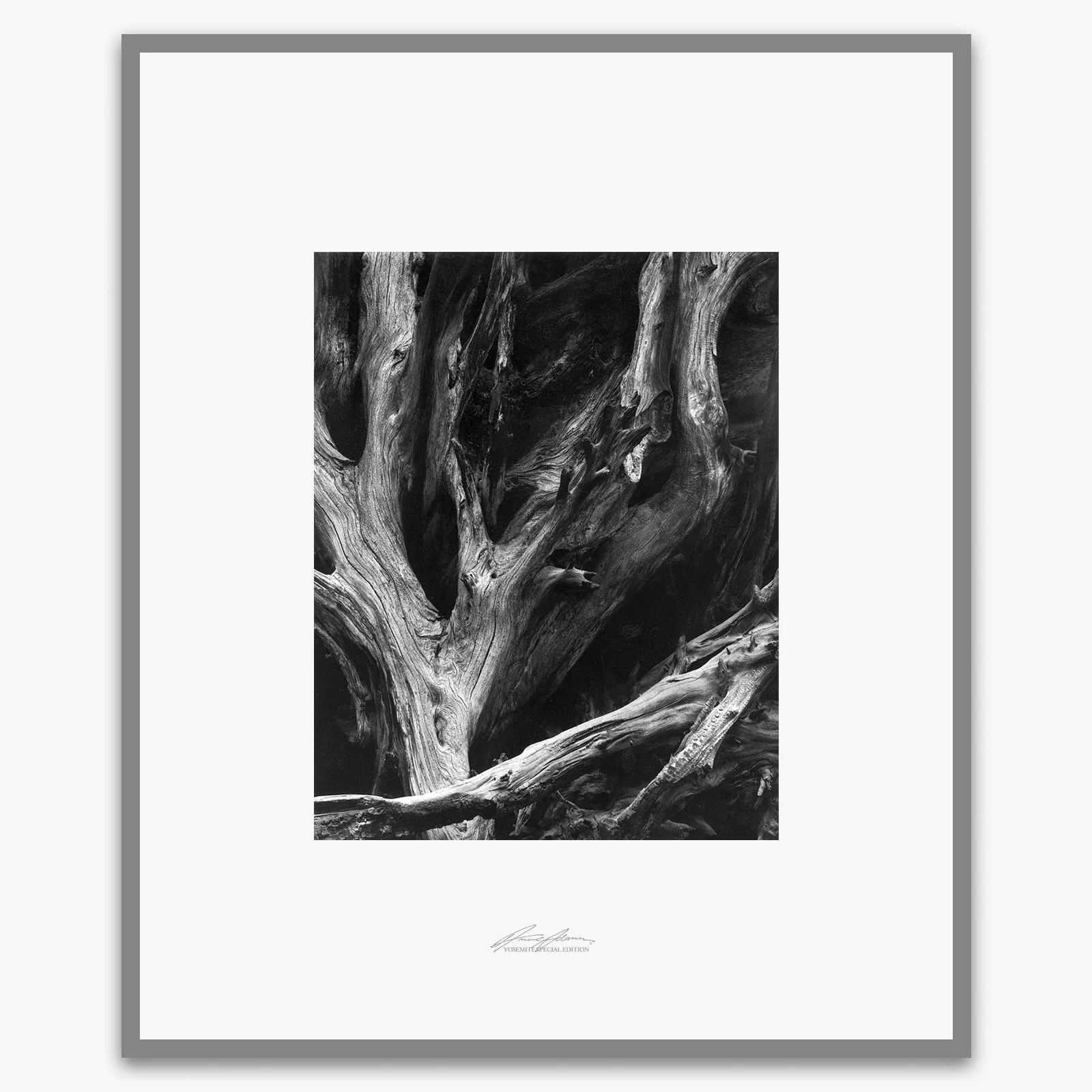 Sequoia Roots - Image 6