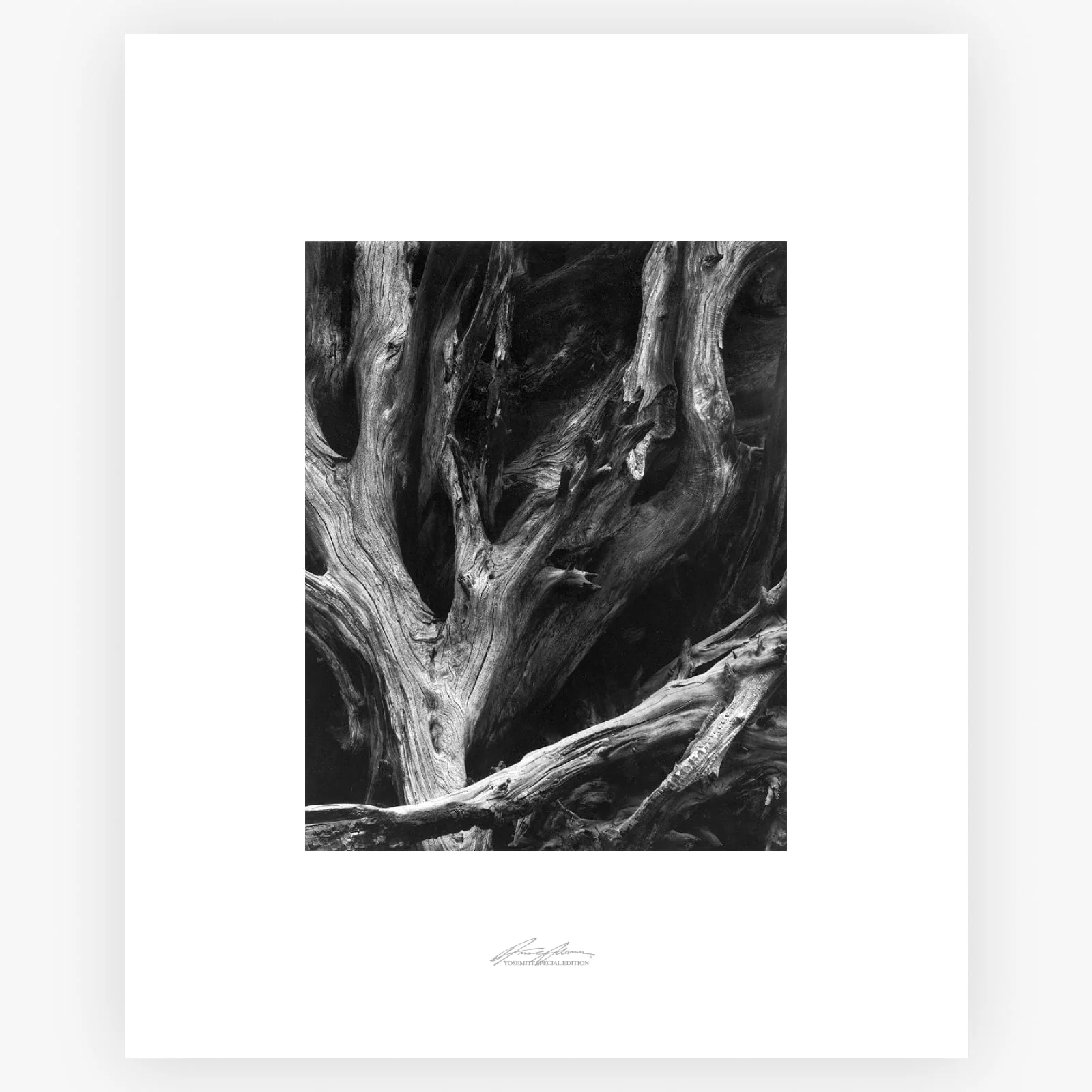 Sequoia Roots - Image 7