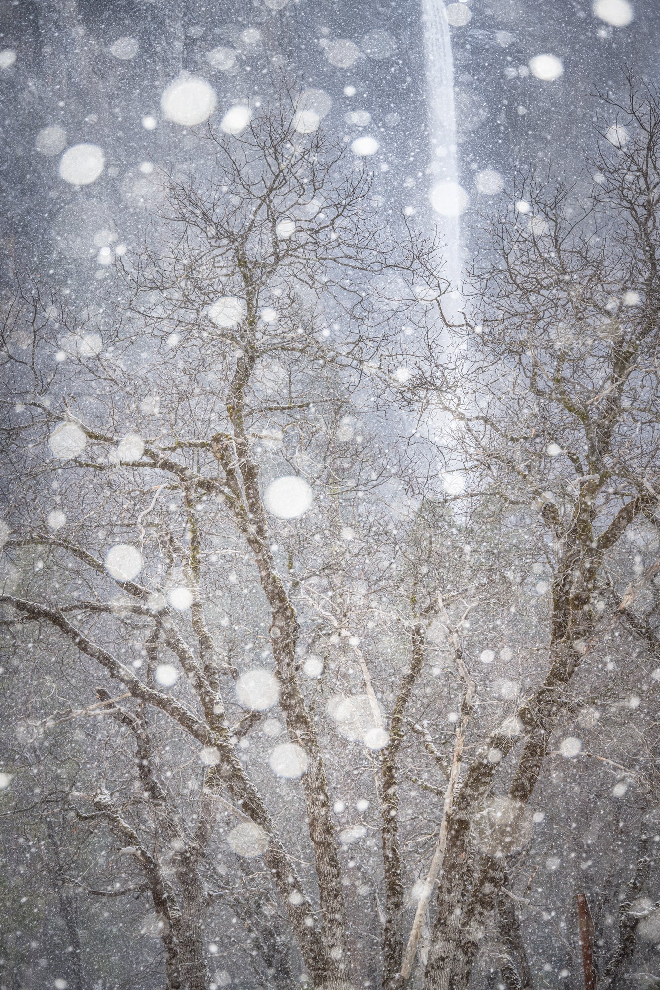 Serenade of Snow