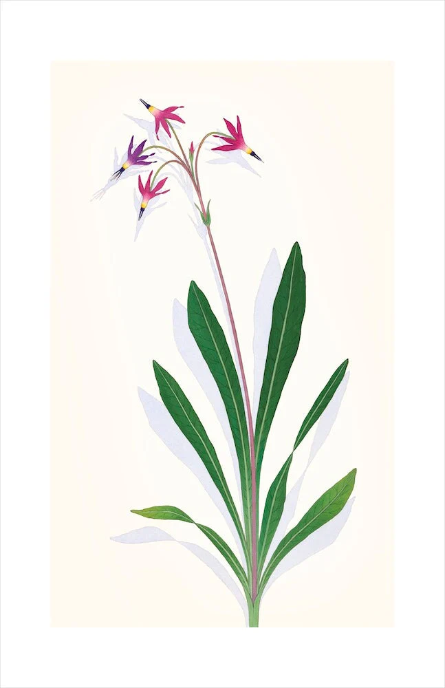 Shooting Star - Image 2
