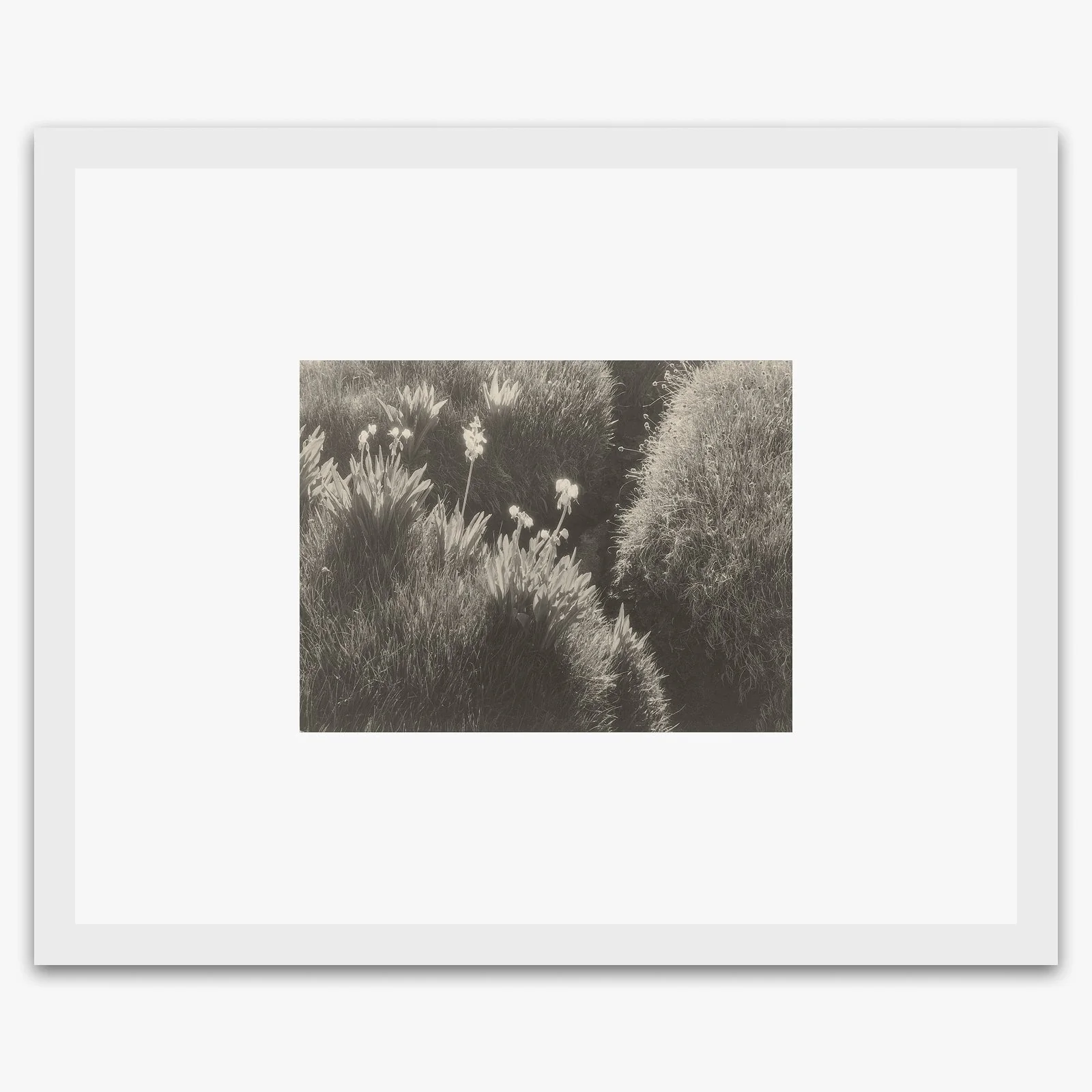 Sierra Meadow - Image 3