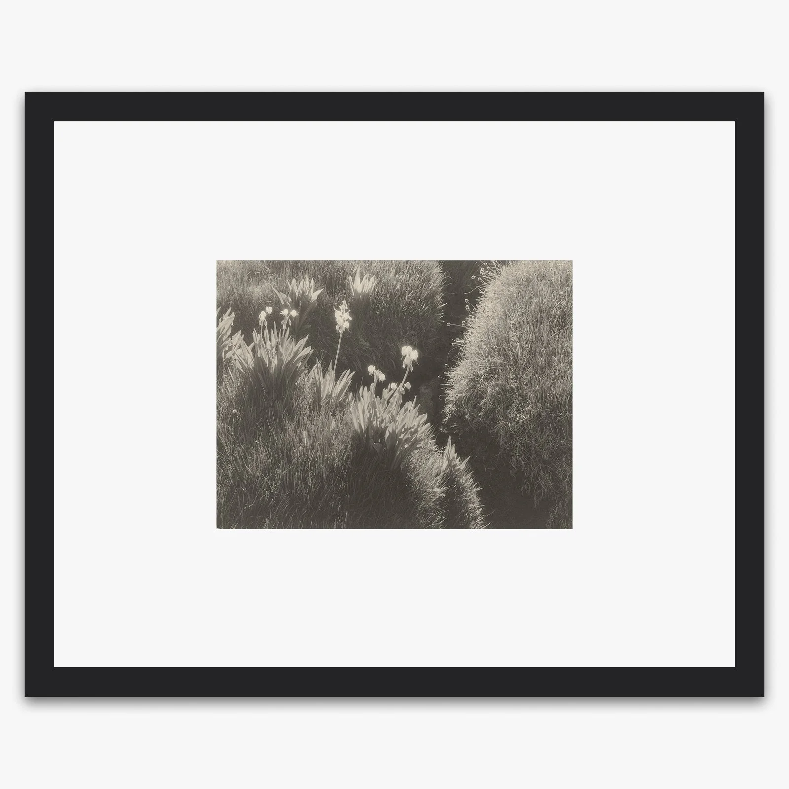 Sierra Meadow - Image 4