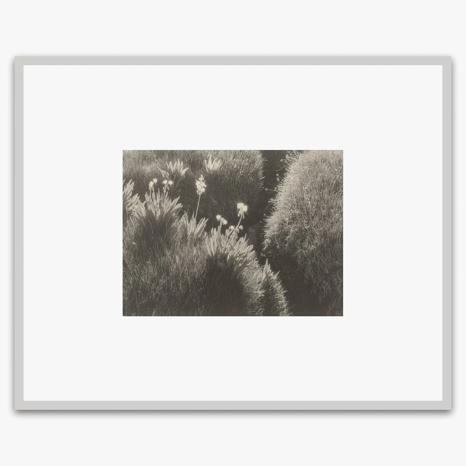 Sierra Meadow - Image 5