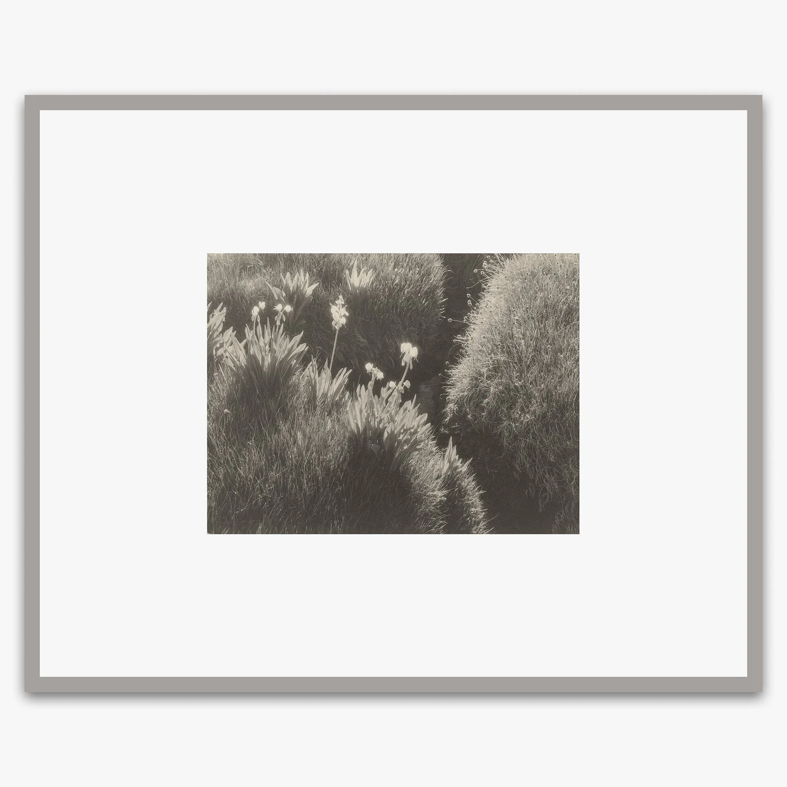 Sierra Meadow - Image 6