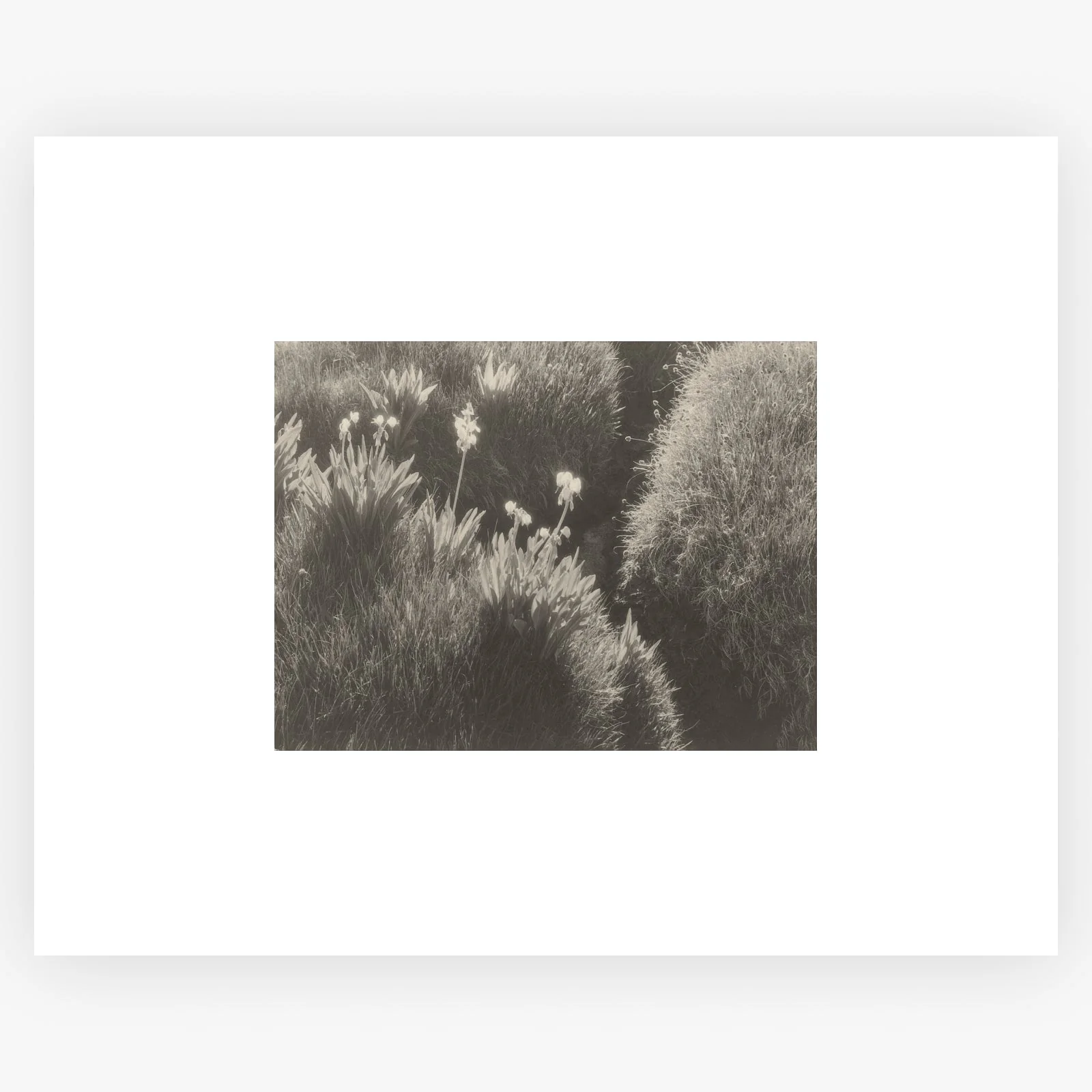 Sierra Meadow - Image 8