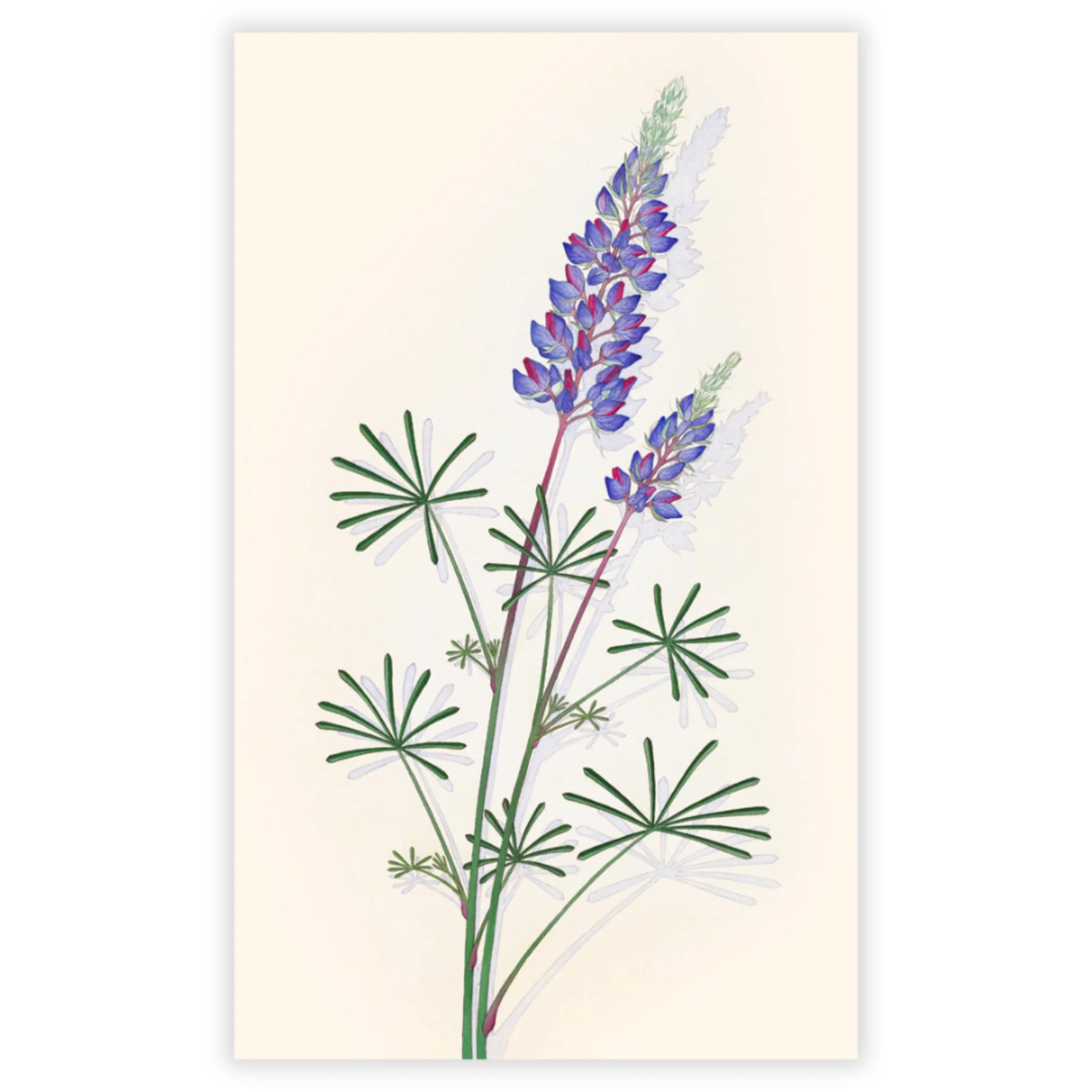 Spider Lupine