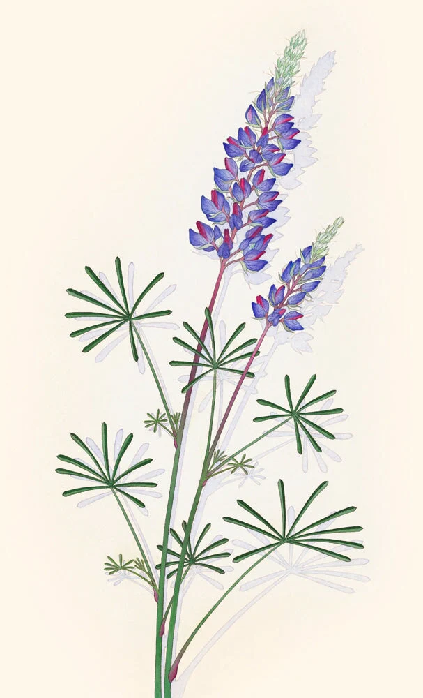 Spider Lupine - Image 2