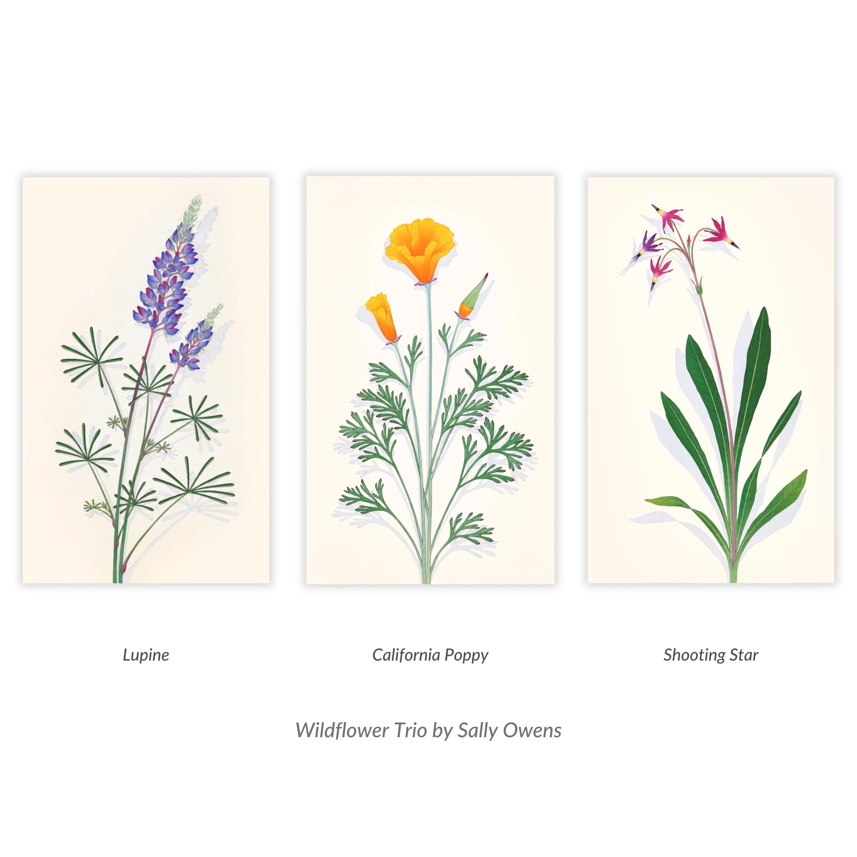 Spider Lupine - Image 3