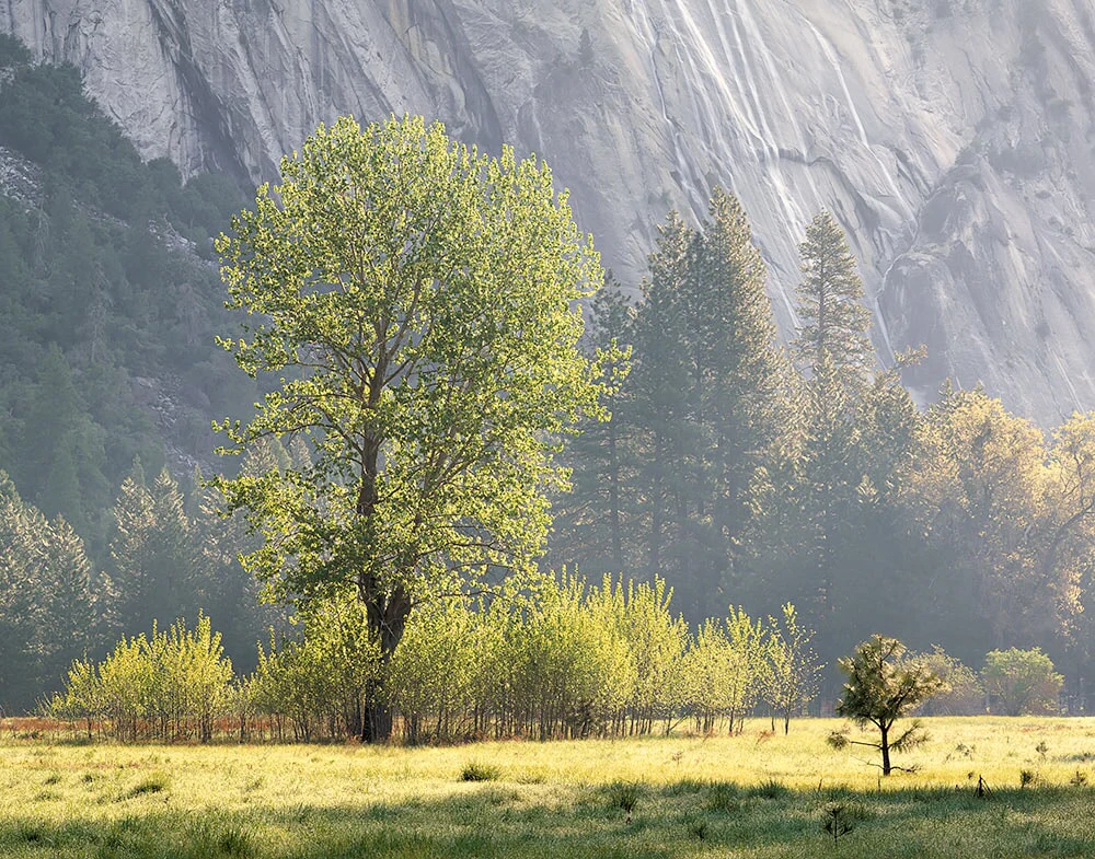Spring Morning, Ahwahnee Meadow, Yosemite