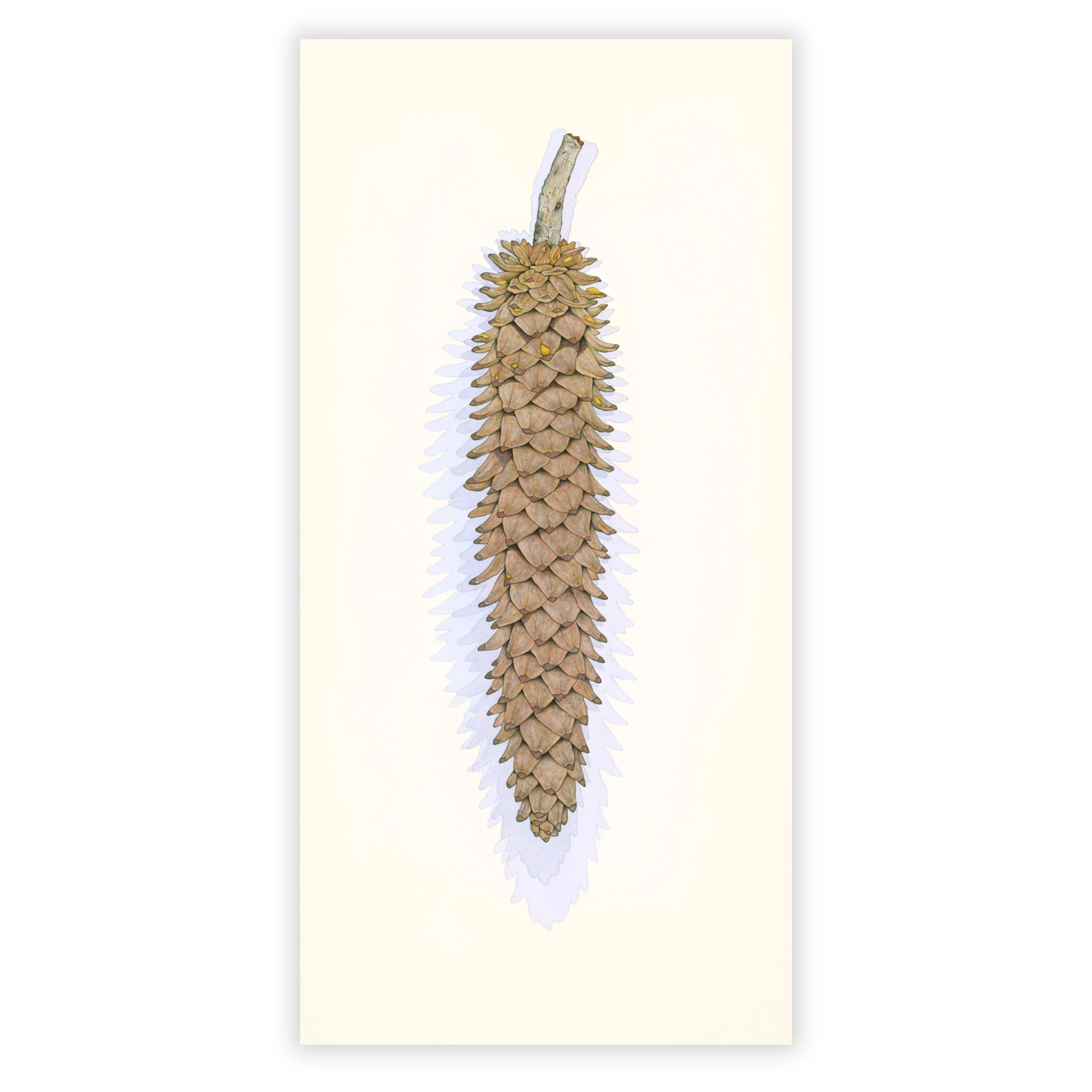 Sugar Pine Cone