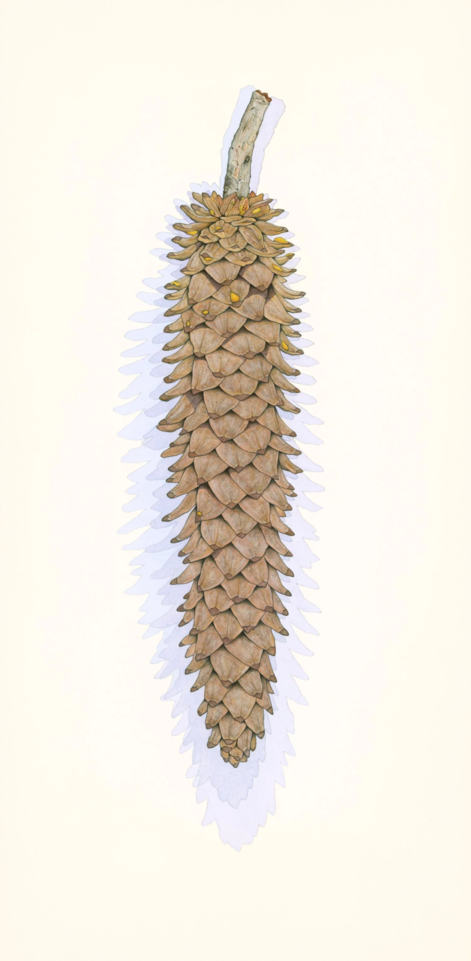 Sugar Pine Cone - Image 2