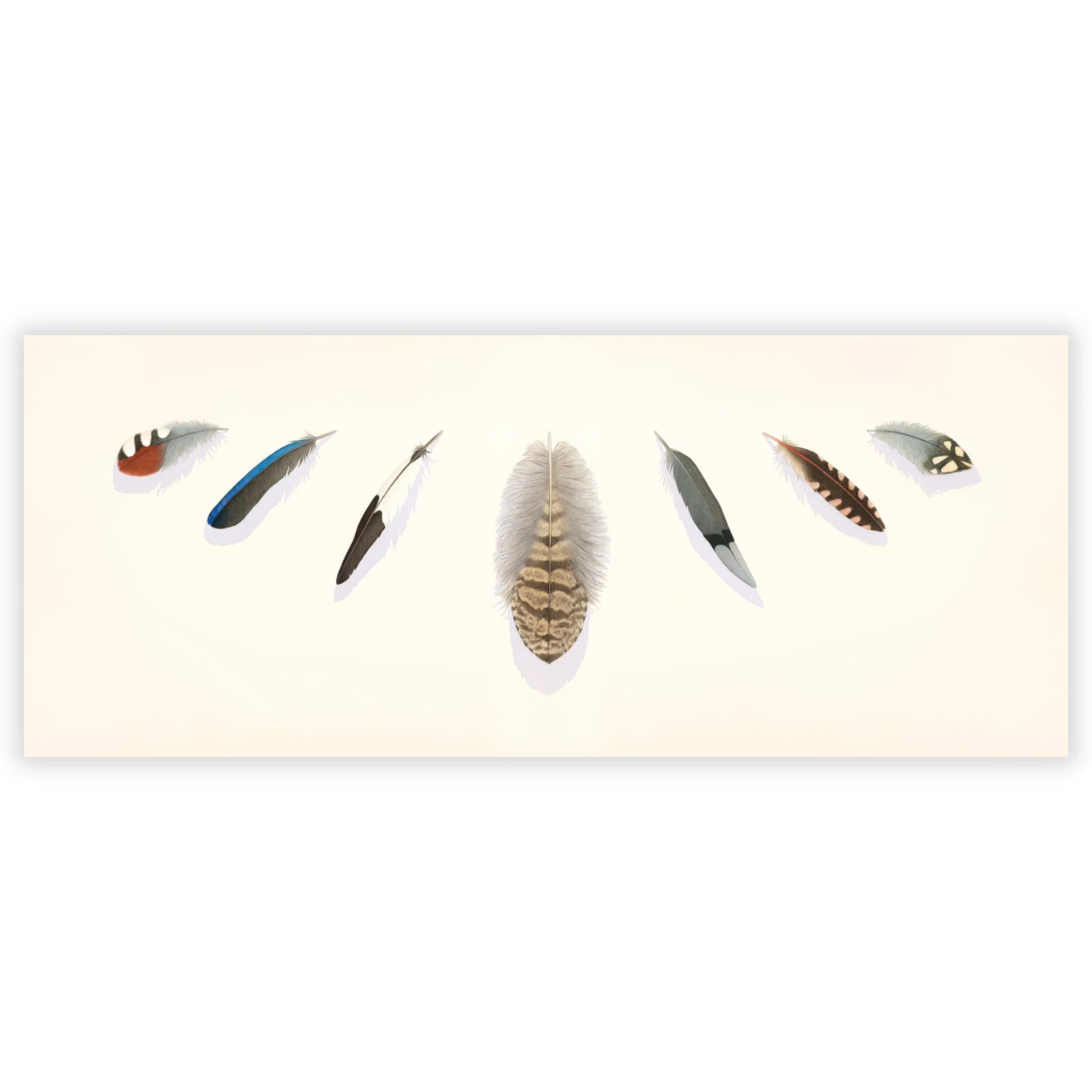 Taking Flight: Seven Feathers