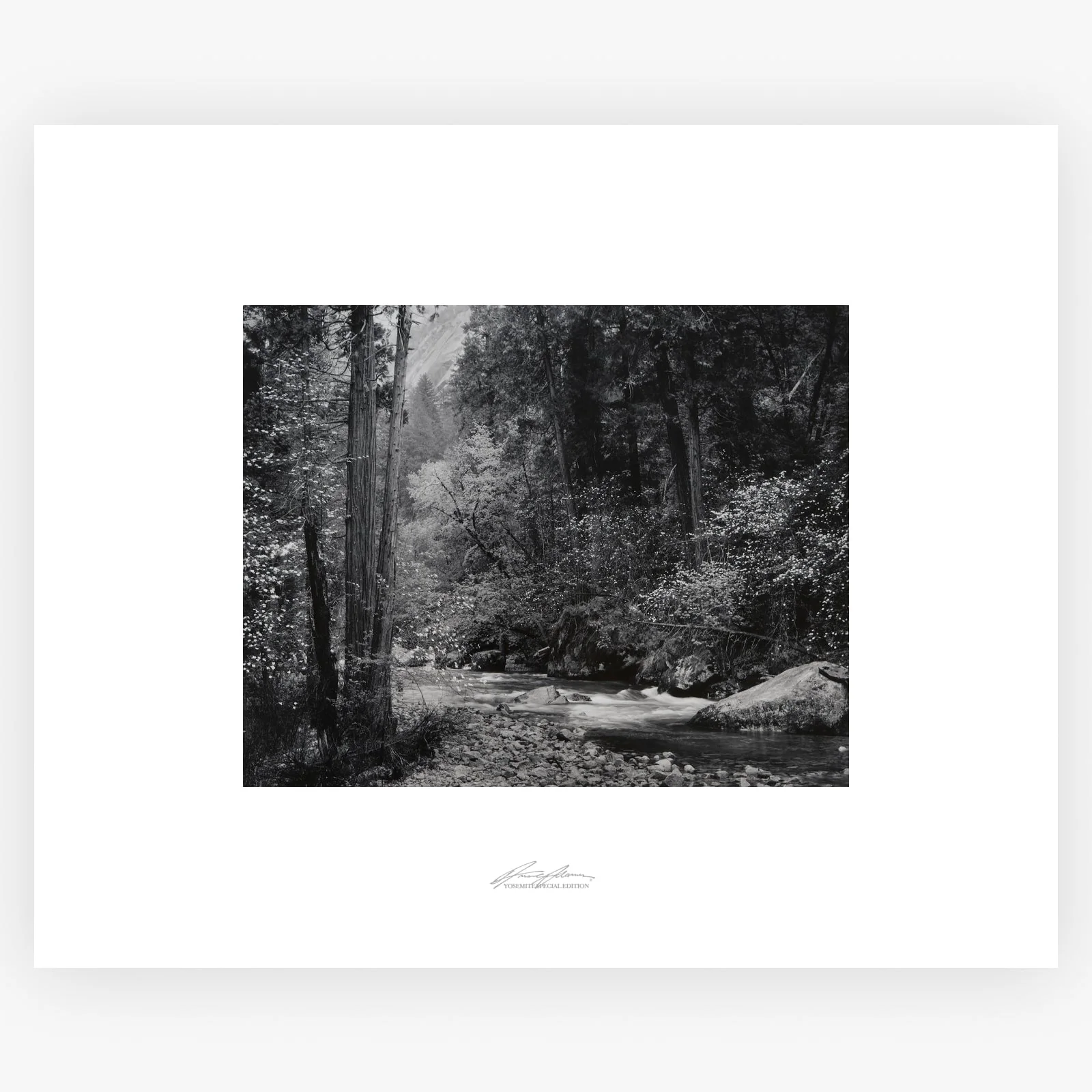 Tenaya Creek, Dogwood, Rain - Image 7