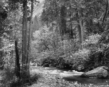Tenaya Creek, Dogwood, Rain