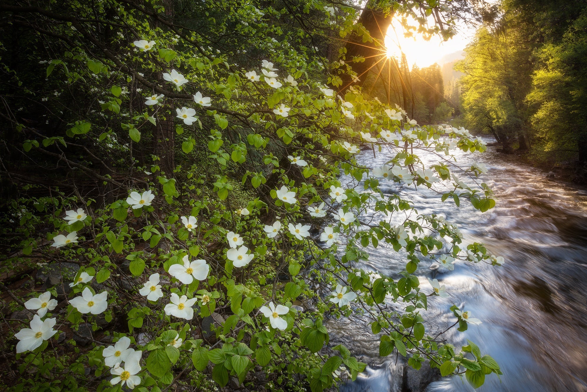 The Promise of Spring