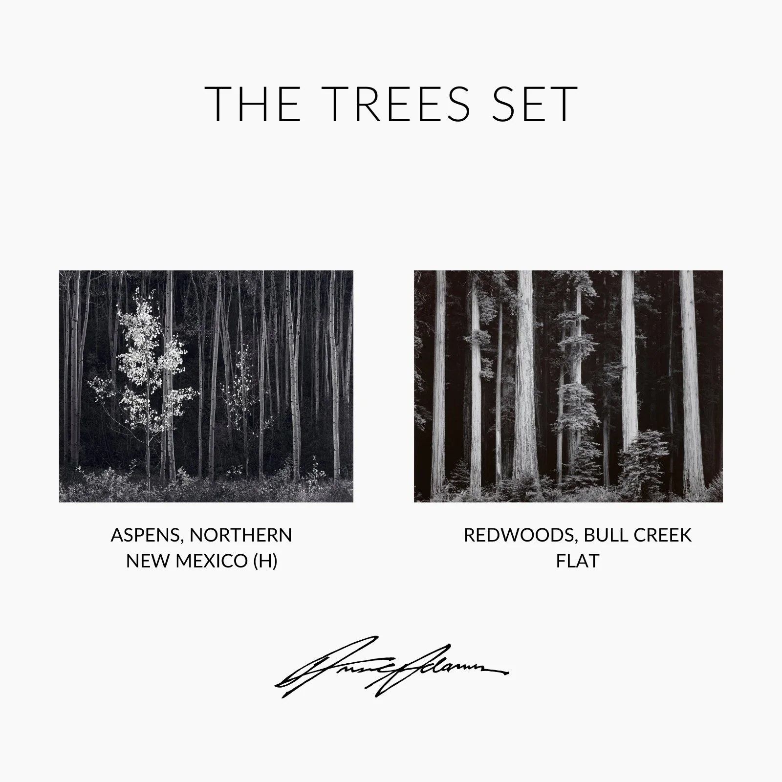 The Trees Set