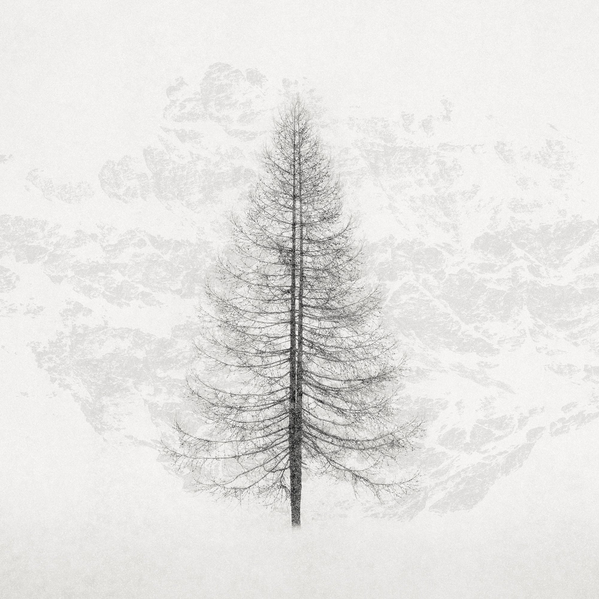 Tree and Falling Snow, Engadine Switzerland, 2020