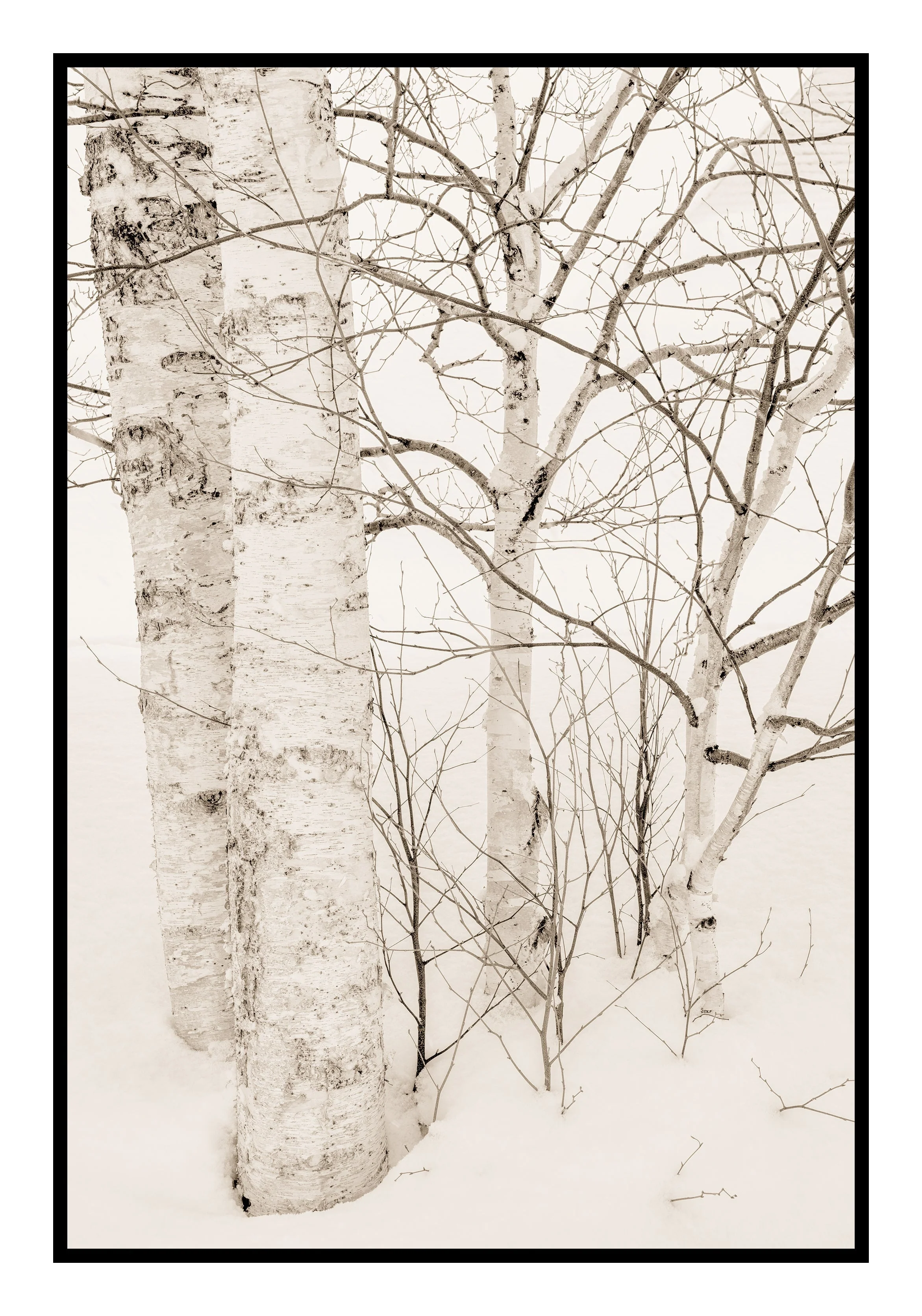 Trees and Snow, Hokkaido, Japan, 2020