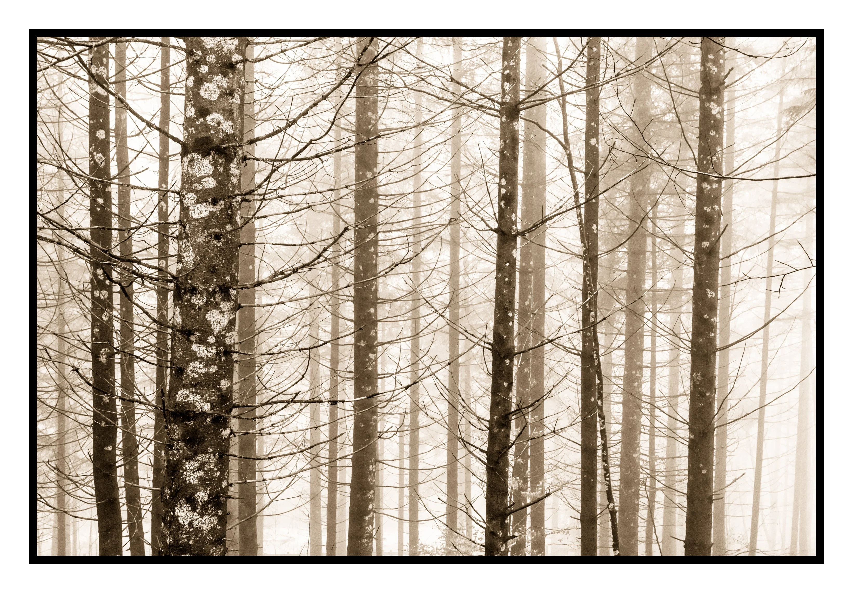 Trees in Fog, Schwangau, Germany, 2022